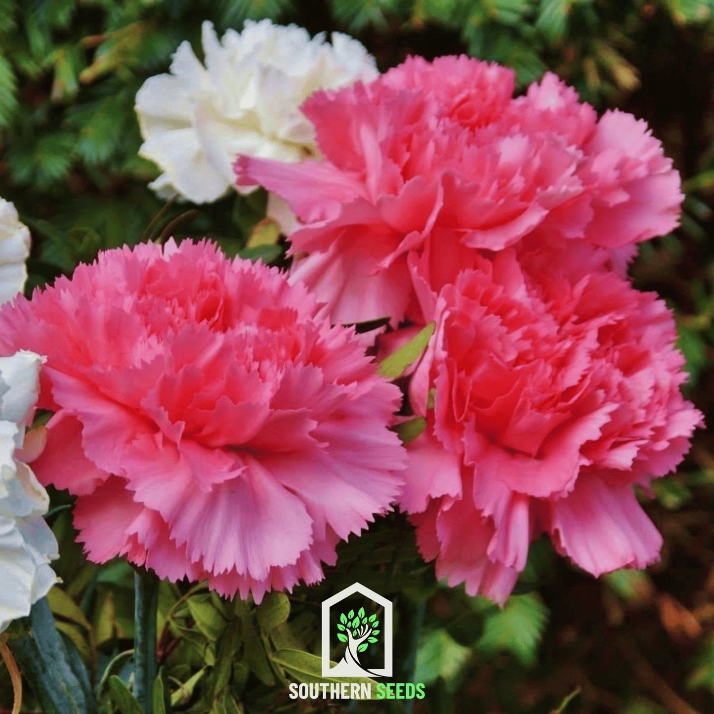 Rose Grenadin Carnation seeds from Southern Seeds, 25-pack, showing pink carnation flower buds and green foliage.