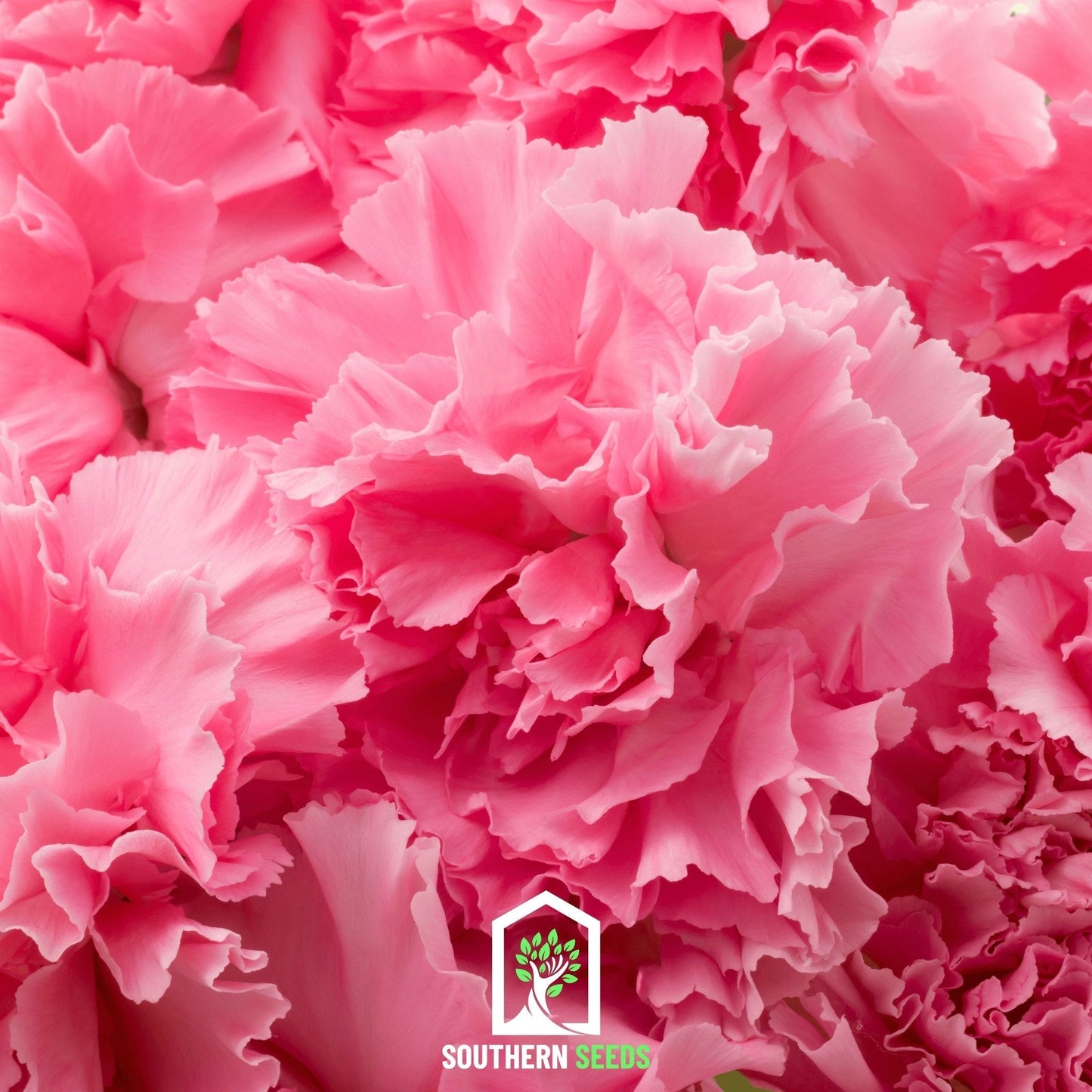 Rose Grenadin Carnation seeds from Southern Seeds, showing small pink flower buds and green foliage, ready for planting.