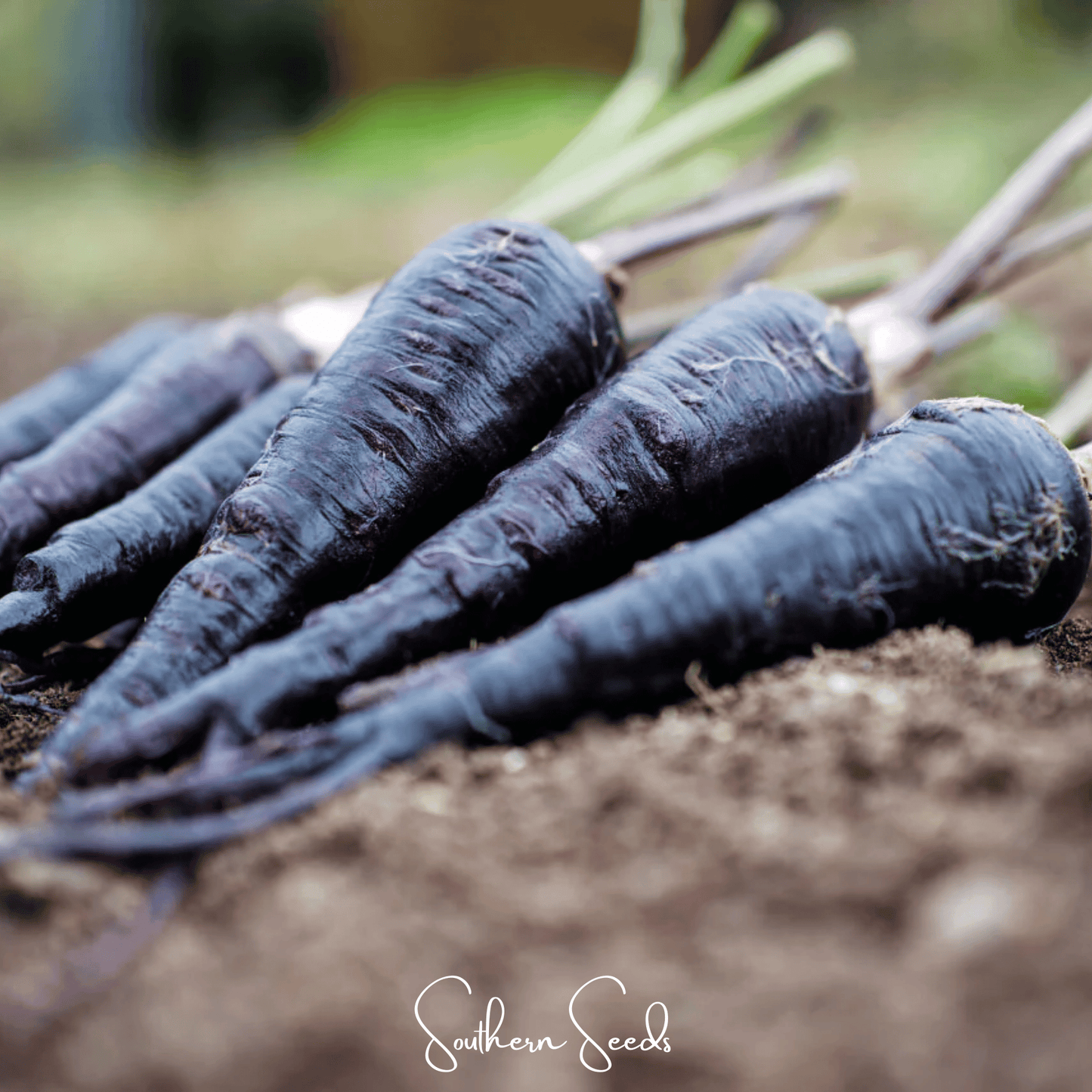 Black Nebula carrot seeds from Southern Seeds, featuring vibrant dark purple-black carrot bulbs in a garden setting.