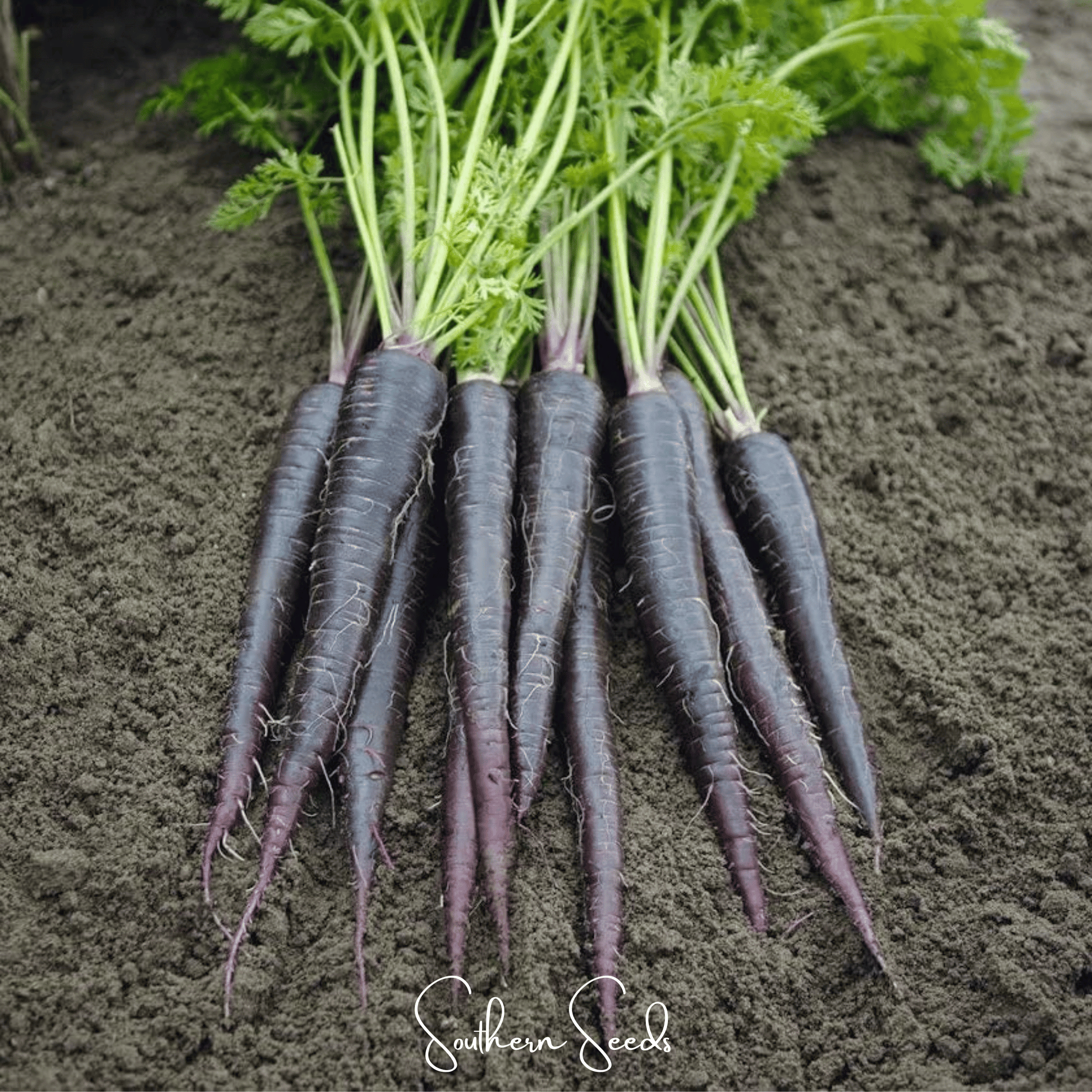 Black Nebula carrot seeds from Southern Seeds, showing vibrant dark purple carrots and fresh seed packets.