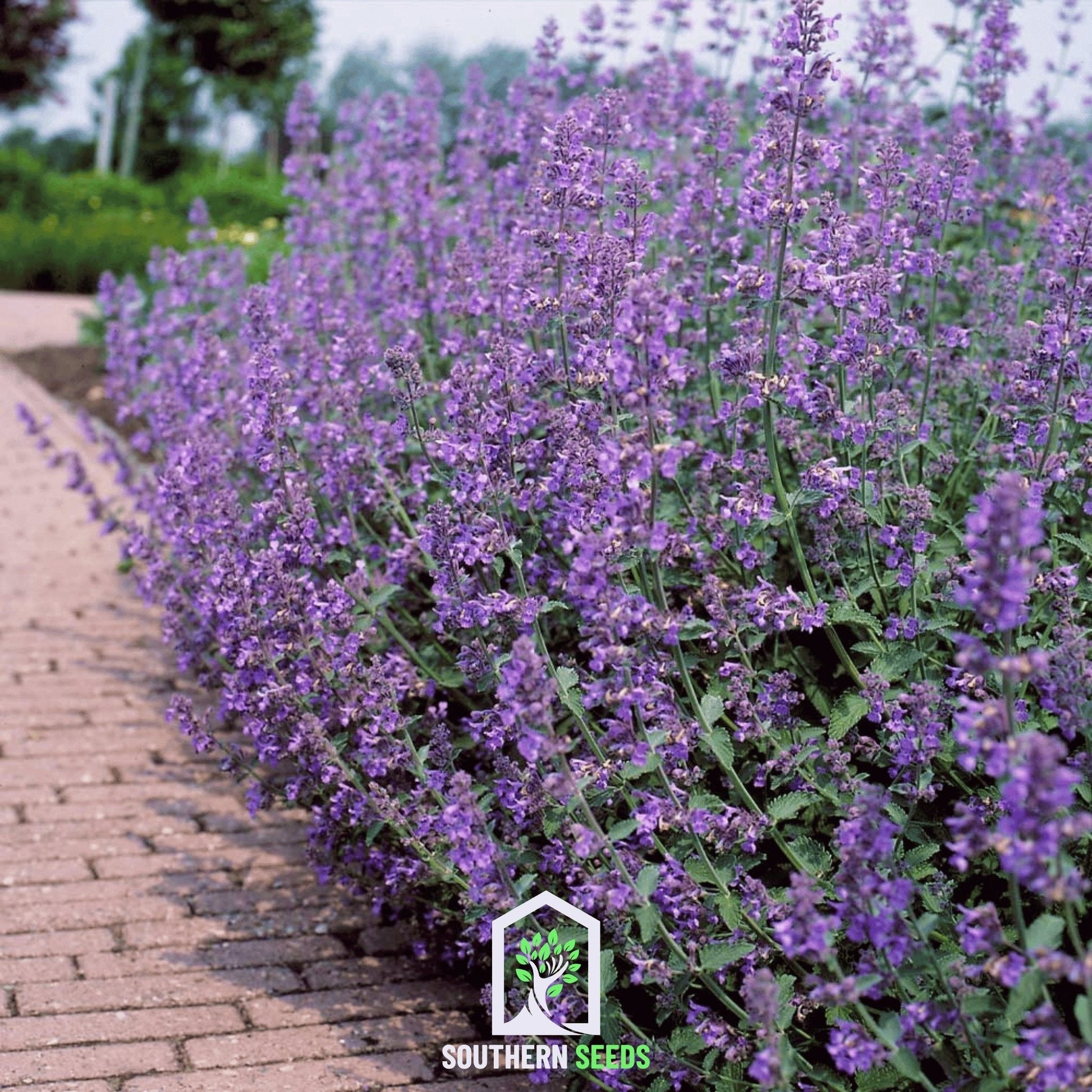Package of 100 Southern Seeds Catmint (Nepeta mussinii) seeds for planting, showing green seed packets with product details.