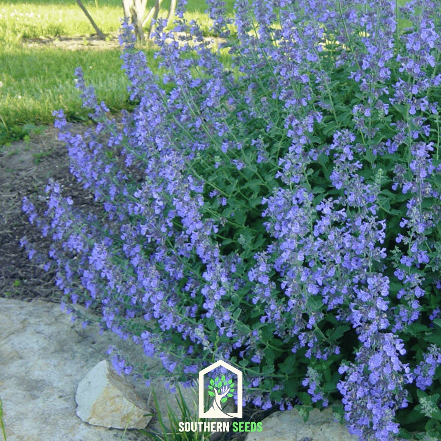 Pack of 100 Southern Seeds Catmint (Nepeta mussinii) seeds, showing green seed packets and botanical illustration.