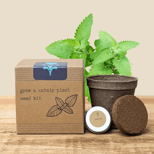 Catnip beginner grow kit with herb seeds, including planting supplies for easy home cultivation by Plantflix.