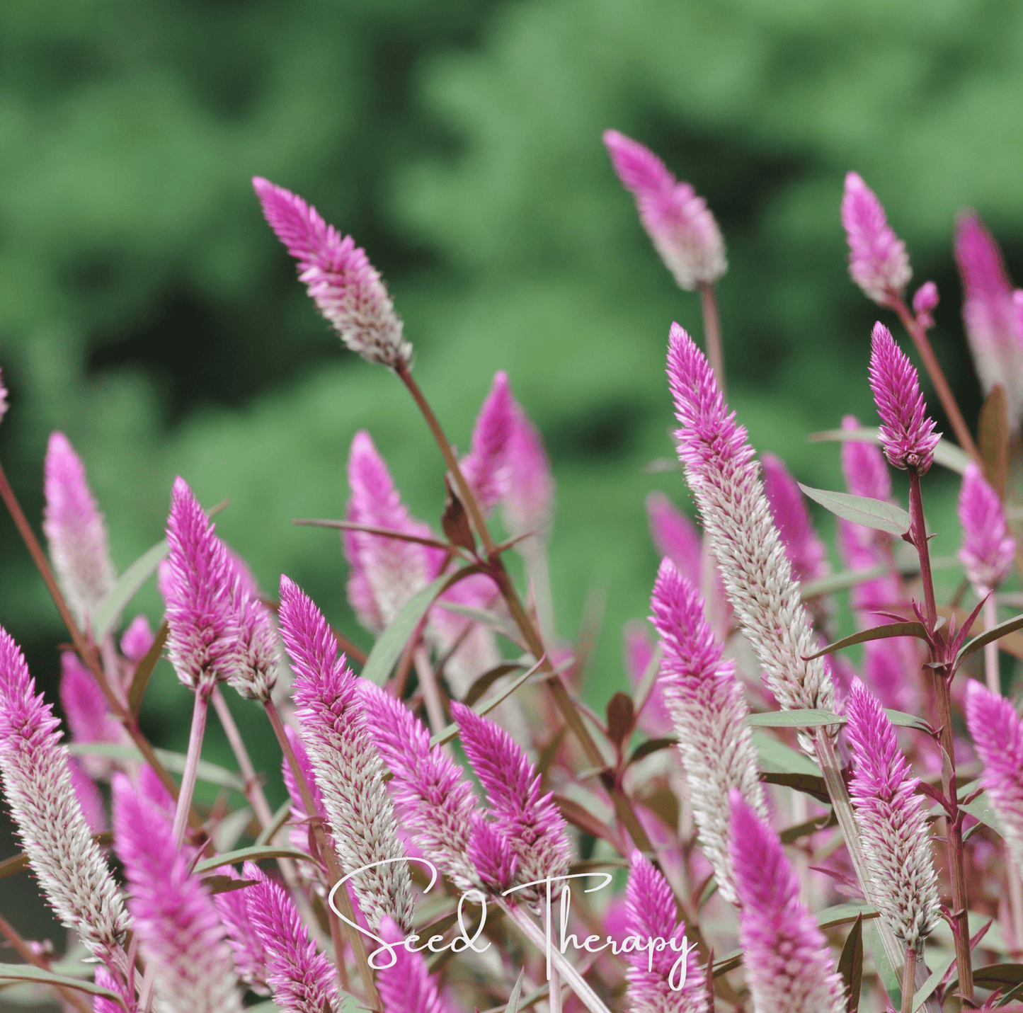 Packet of Flamingo Feather Celosia seeds by Southern Seeds, showcasing vibrant, feathery pink blooms for garden planting.