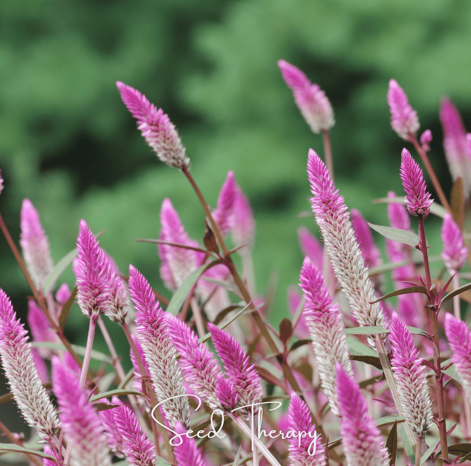 Packet of Flamingo Feather Celosia seeds by Southern Seeds, showcasing vibrant, feathery pink blooms for garden planting.