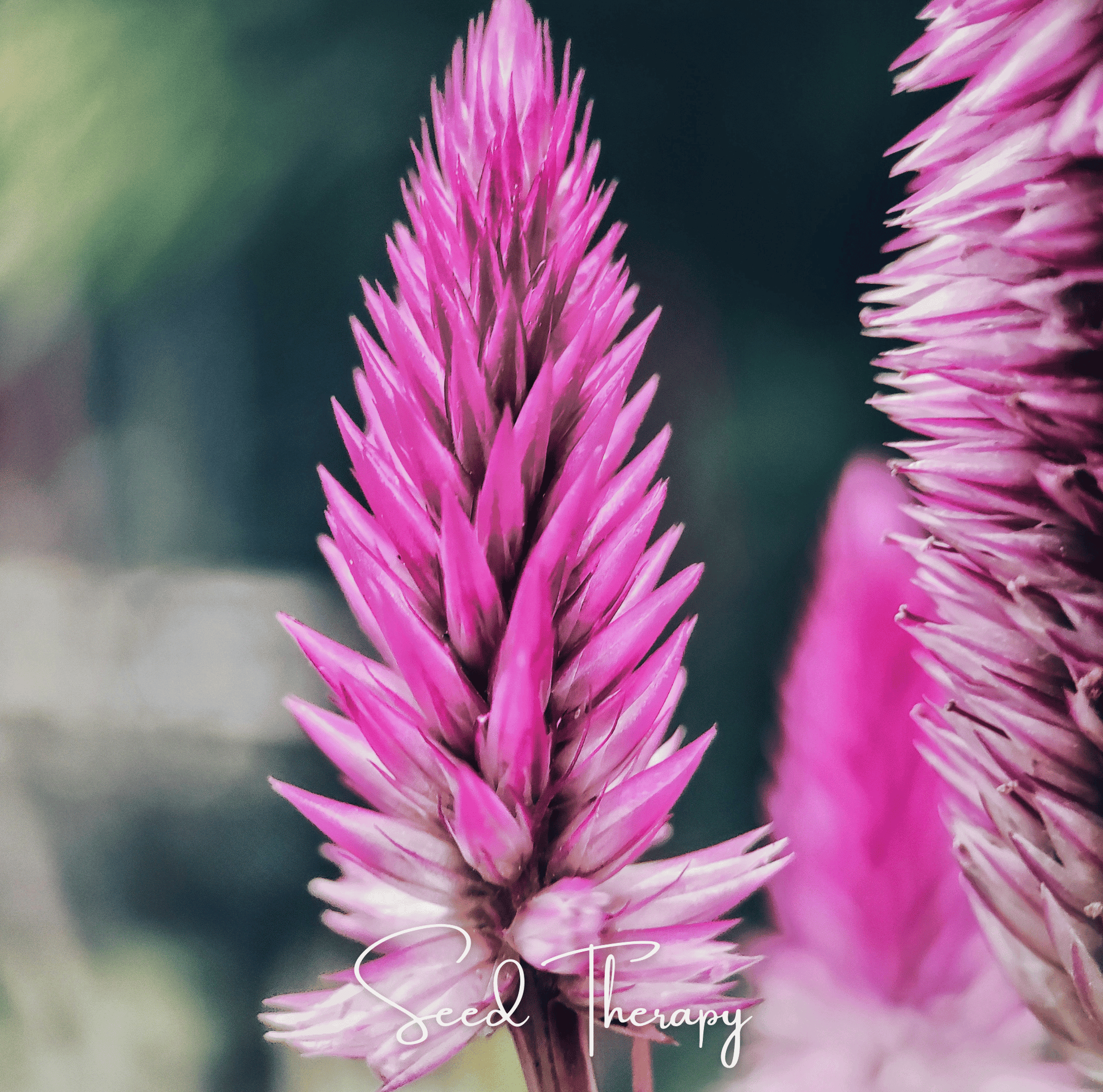 Packet of Flamingo Feather Celosia seeds by Southern Seeds, featuring vibrant, feathery pink flowers for garden planting.