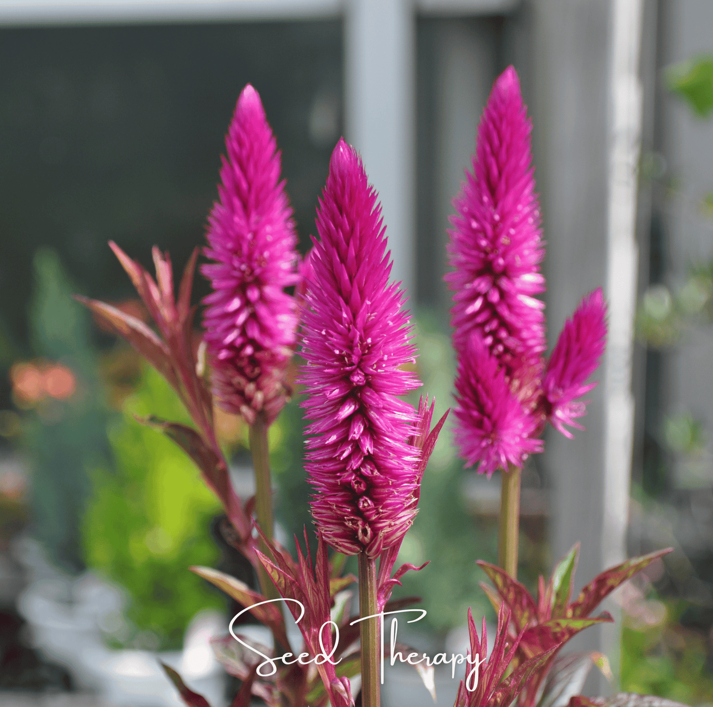 Packet of Southern Seeds Flamingo Feather Celosia Spicata seeds showing vibrant pink and red feathery flower heads.