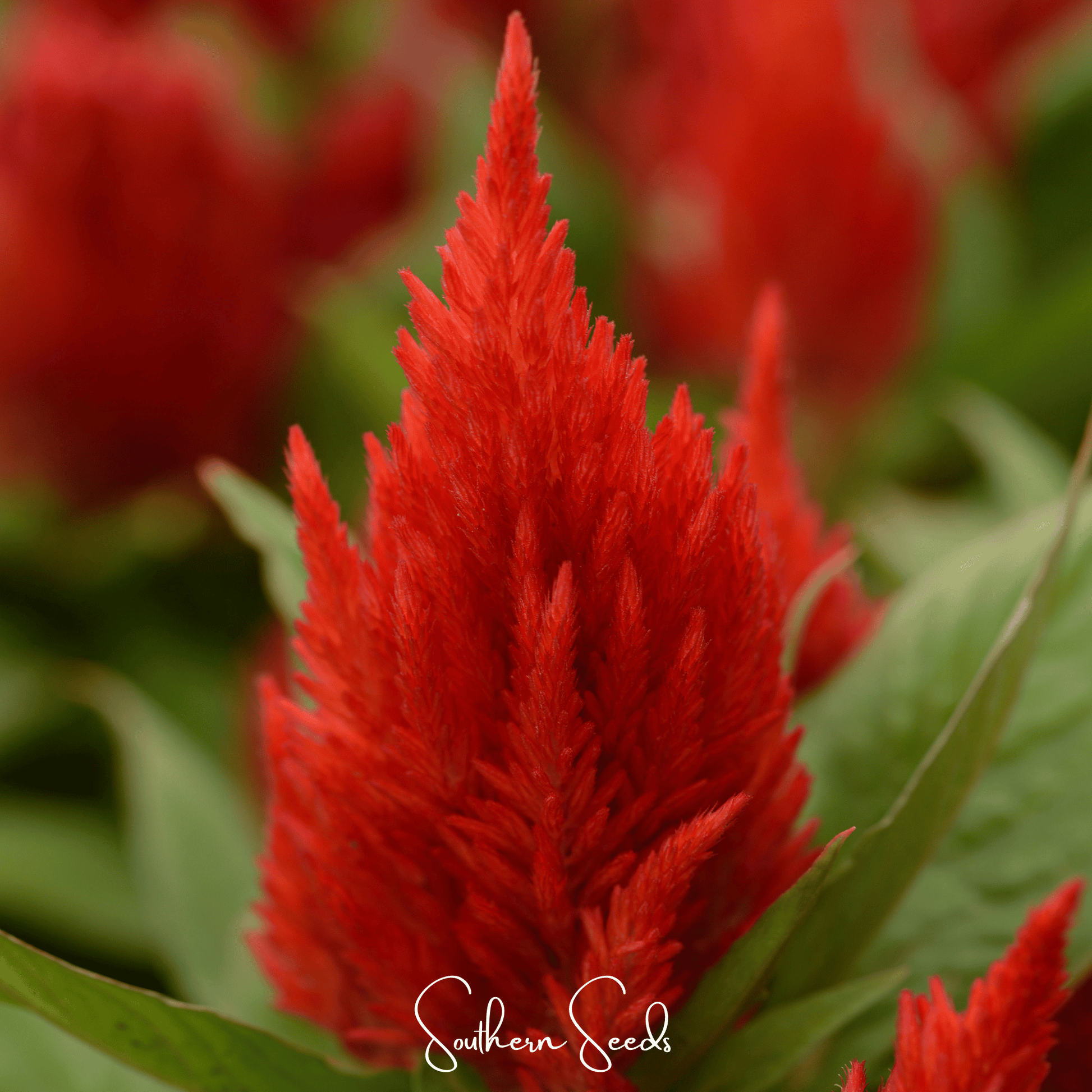 Scarlet Plume Celosia seeds from Southern Seeds, vibrant red flower seeds for garden planting and bright floral displays.