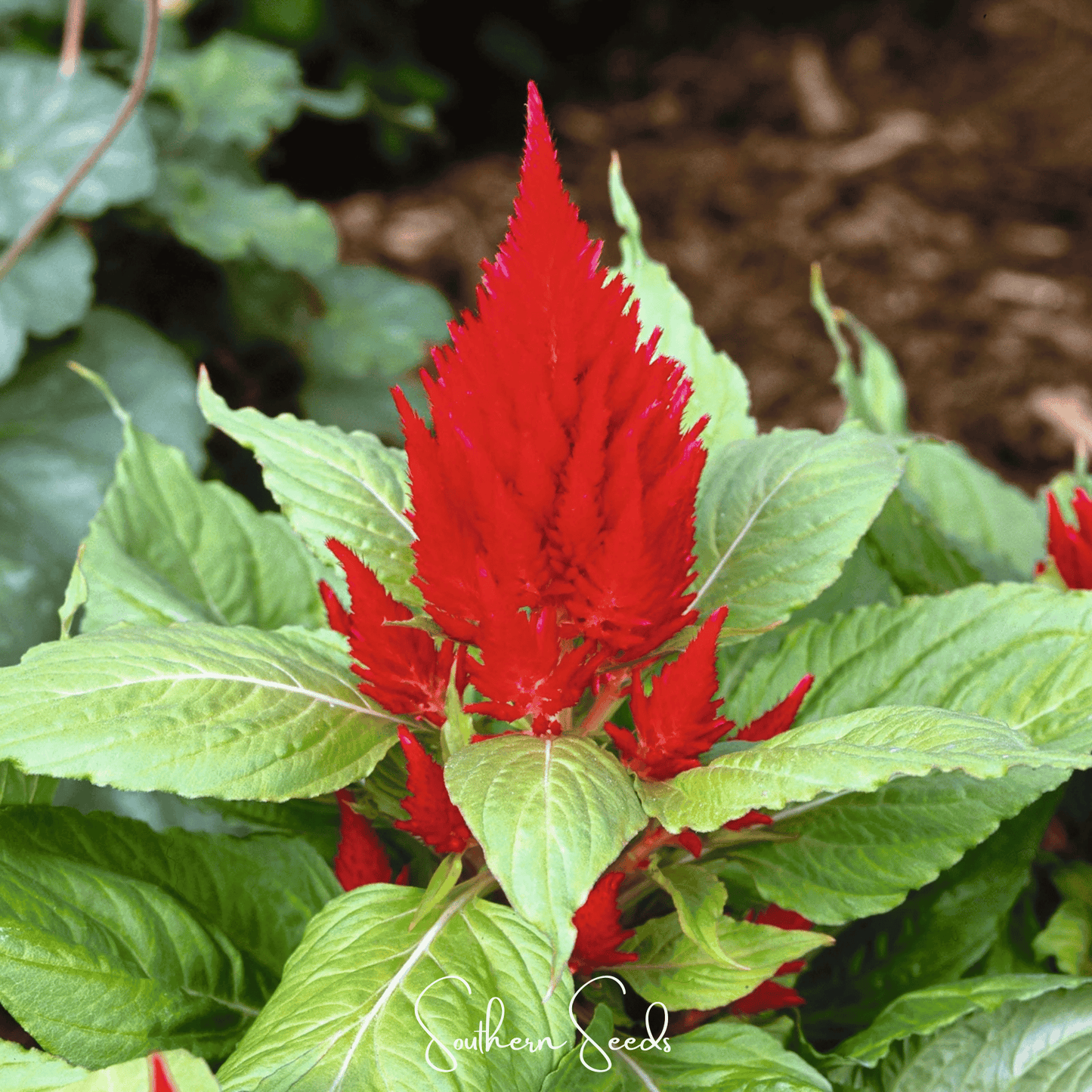 Scarlet Plume Celosia seeds from Southern Seeds, vibrant red flower seeds for garden planting and decorative displays.