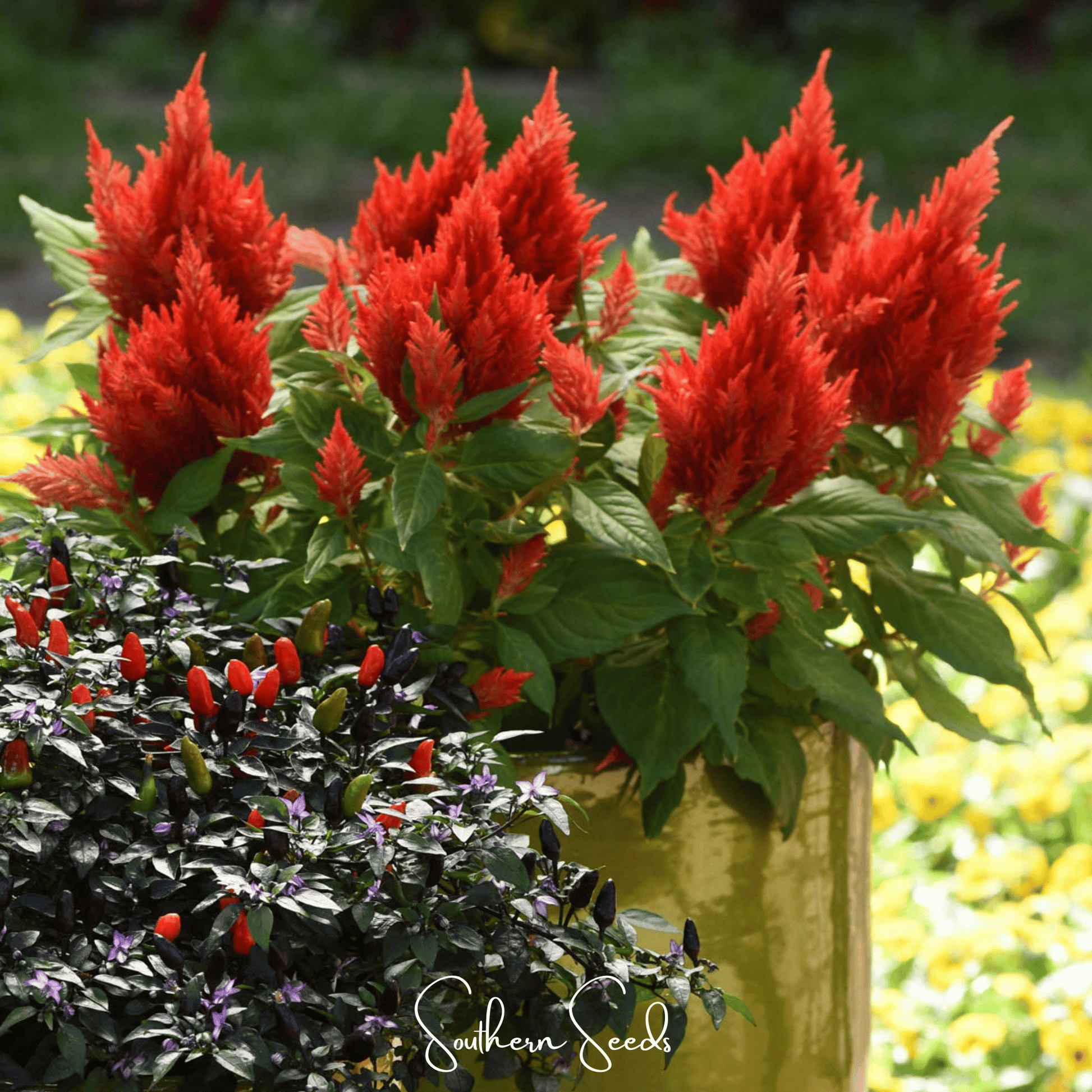 Scarlet Plume Celosia seeds from Southern Seeds, showing vibrant red flower clusters and green foliage in a close-up image.