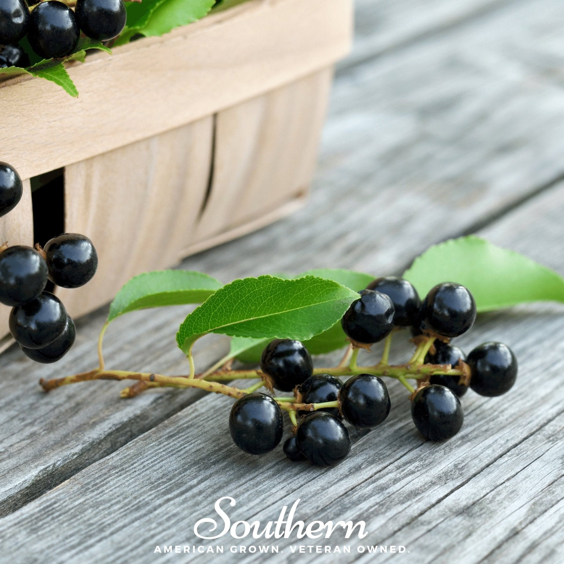Black Cherry tree seeds from Southern Seeds, showing 15 Prunus serotina black cherry seeds on a neutral background.