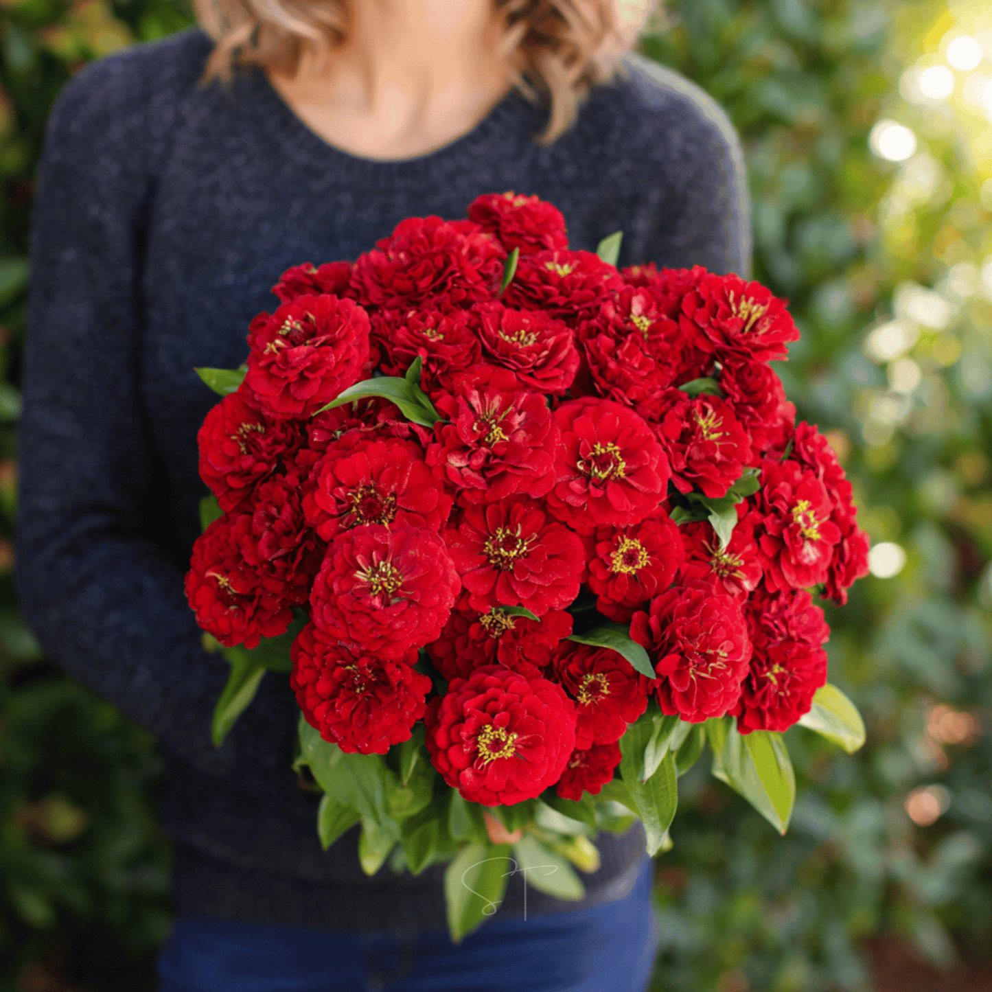 Packet of Cherry Queen Zinnia seeds from Southern Seeds, showcasing vibrant red and pink flowers on the seed packet.