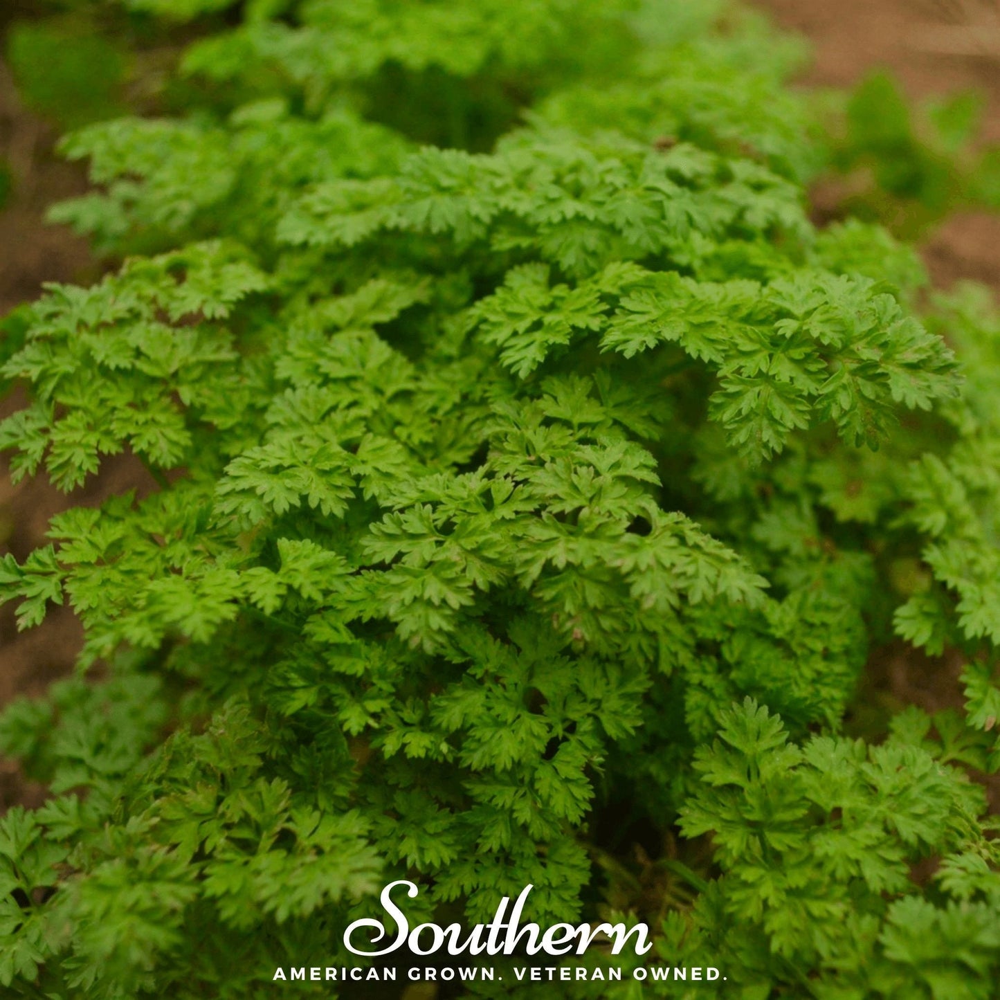 Curled chervil herb seeds from Southern Seeds, showing small brown seeds used for planting culinary and medicinal chervil.