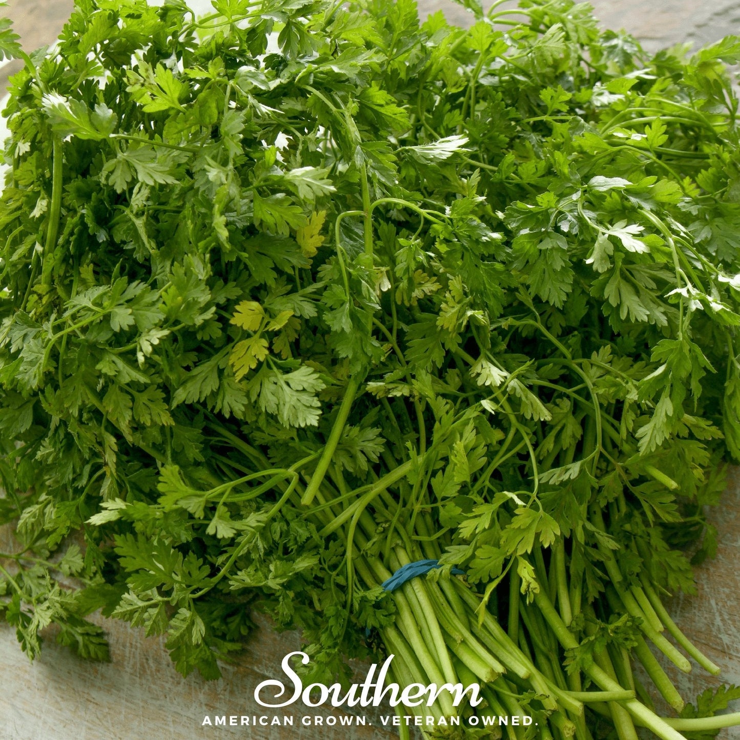 Curled chervil herb seeds from Southern Seeds, showing vibrant green, curly-leaved chervil ready for planting.