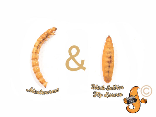 Chubby Mix by Chubby Mealworms USA, a 6lb combo of mealworms and black soldier fly larvae in a resealable bag.