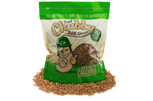 2LB Chubby Dried Black Soldier Fly Larvae from Chubby Mealworms USA, showing dried black soldier fly larvae in a clear container.