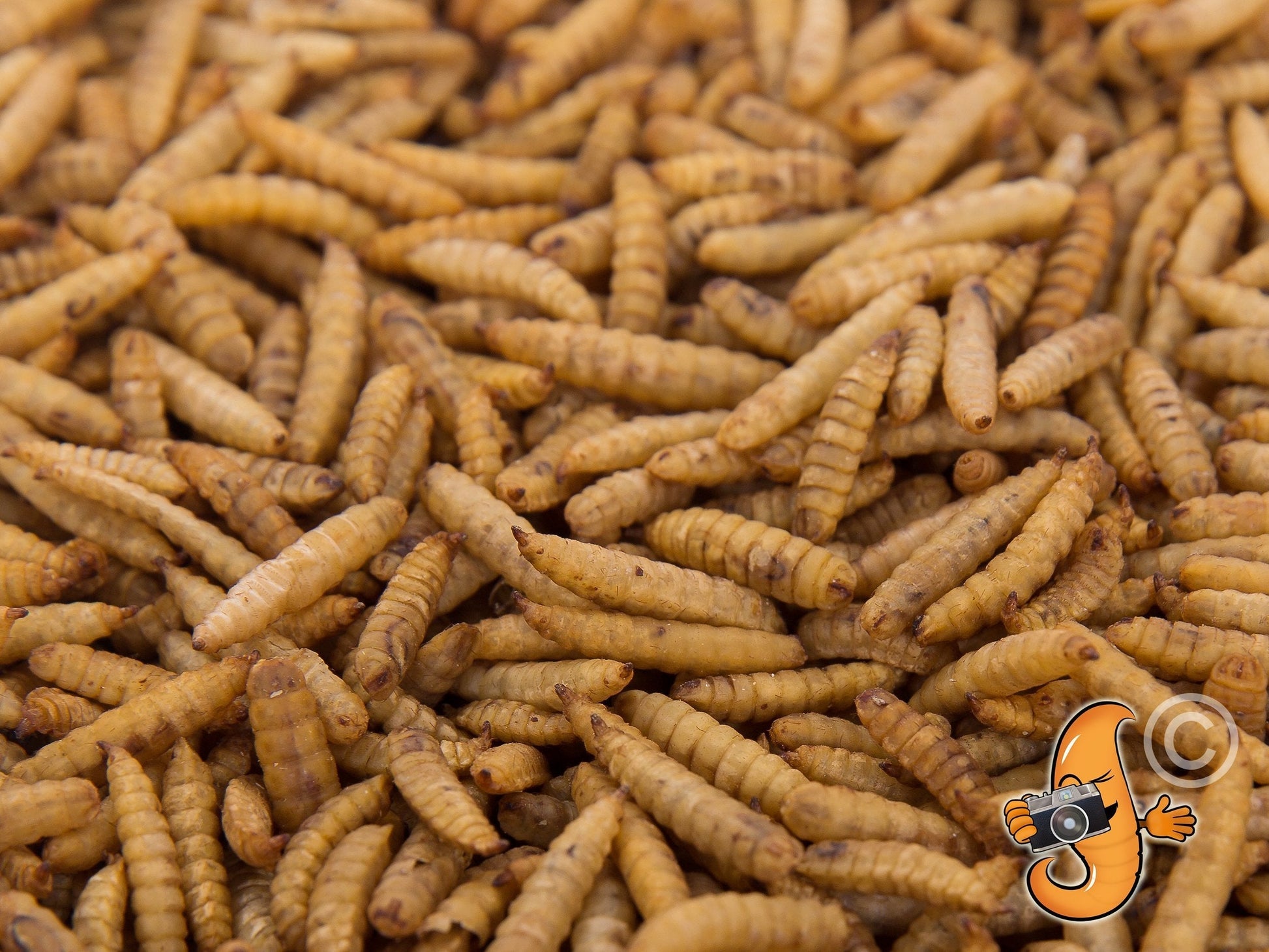 Dried Black Soldier Fly Larvae from Chubby Mealworms USA, 4-pound bag of crunchy, dried BSFL for animal feed or bait.