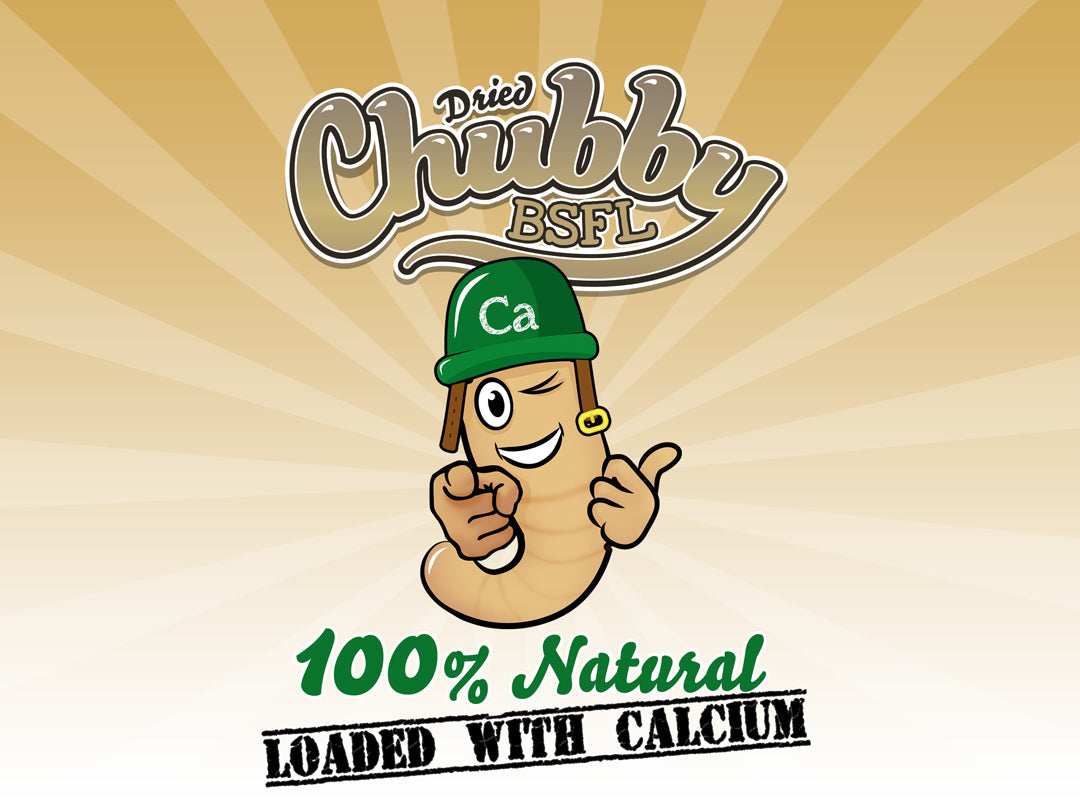 4lb Chubby Dried Black Soldier Fly Larvae from Chubby Mealworms USA, showing a close-up of dried BSFL larvae in a container