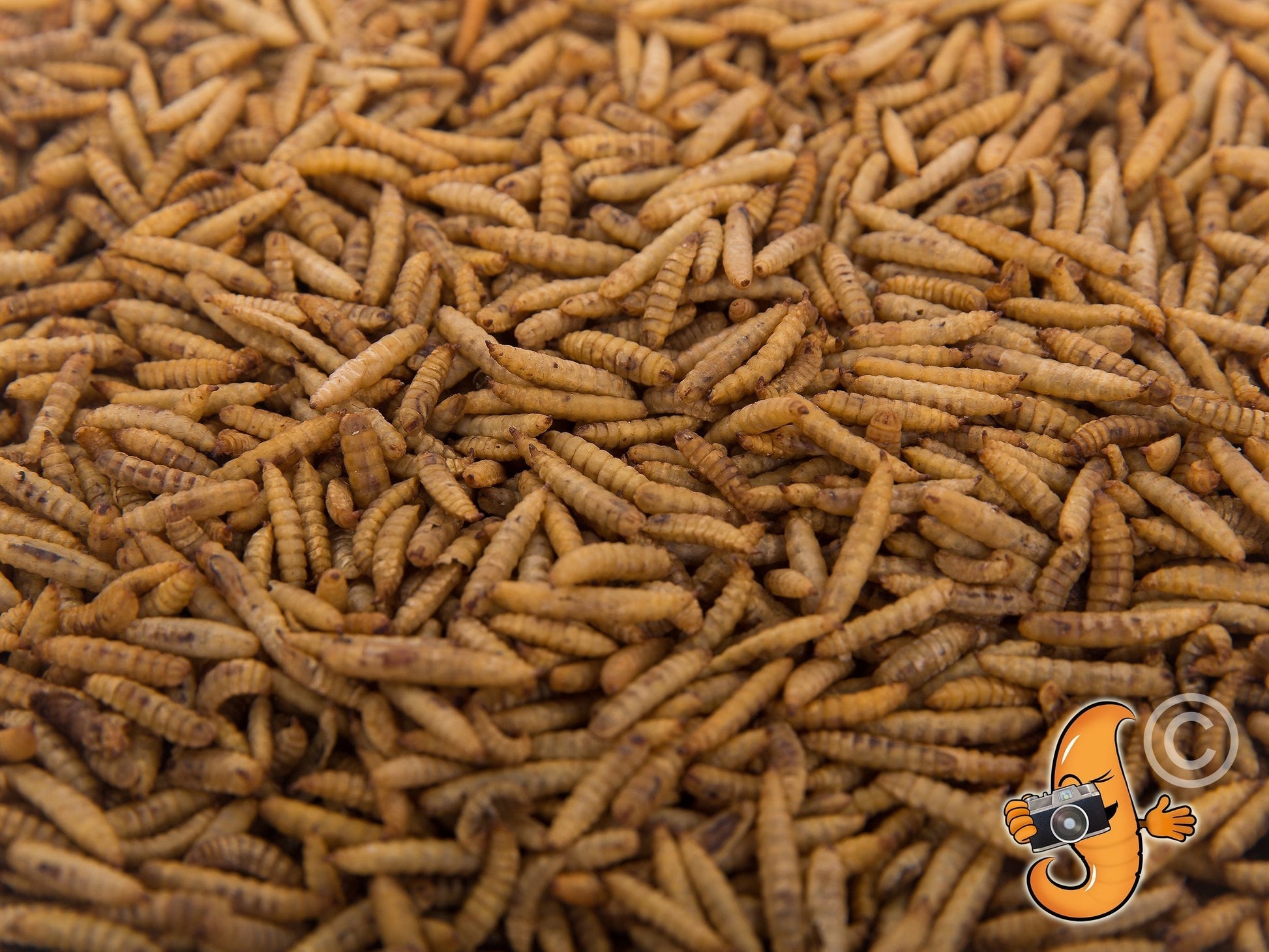 Dried Black Soldier Fly Larvae from Chubby Mealworms USA, 4lb bag of crunchy, dried BSFL for pet or animal feed.
