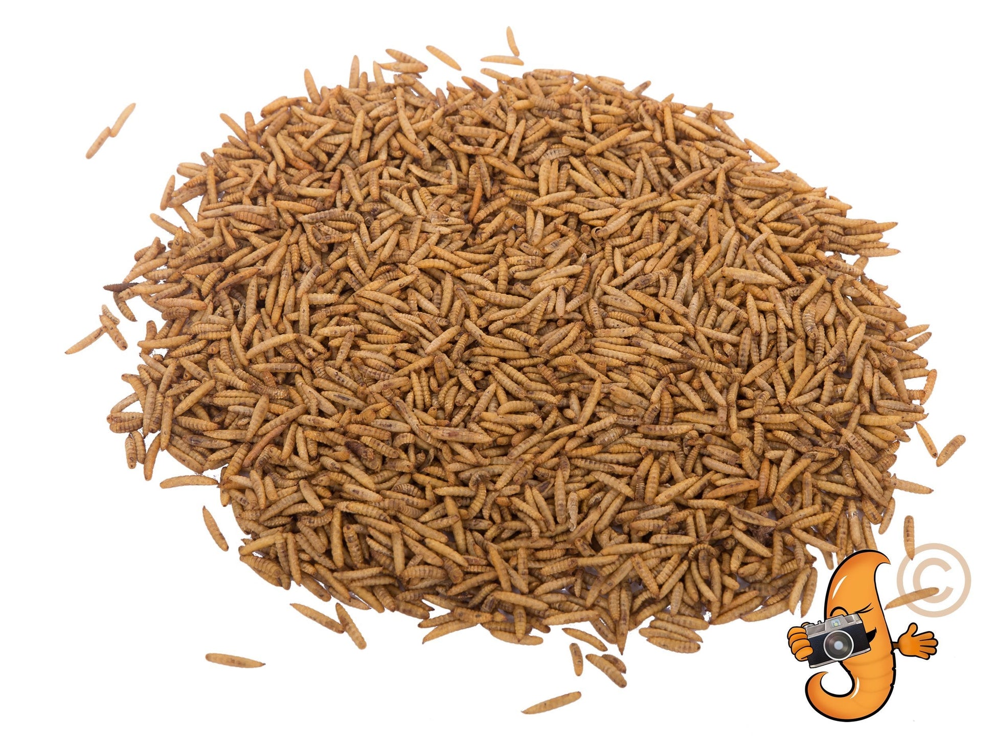 5LB bag of Chubby Mealworms USA dried black soldier fly larvae, showing the packaged product with dried BSFL in a clear bag.