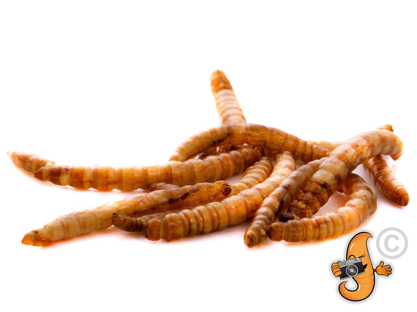 Chubby Mealworms USA 5Lb bag of dried mealworms, high-protein bird and pet treat, in a clear plastic bag with product label.