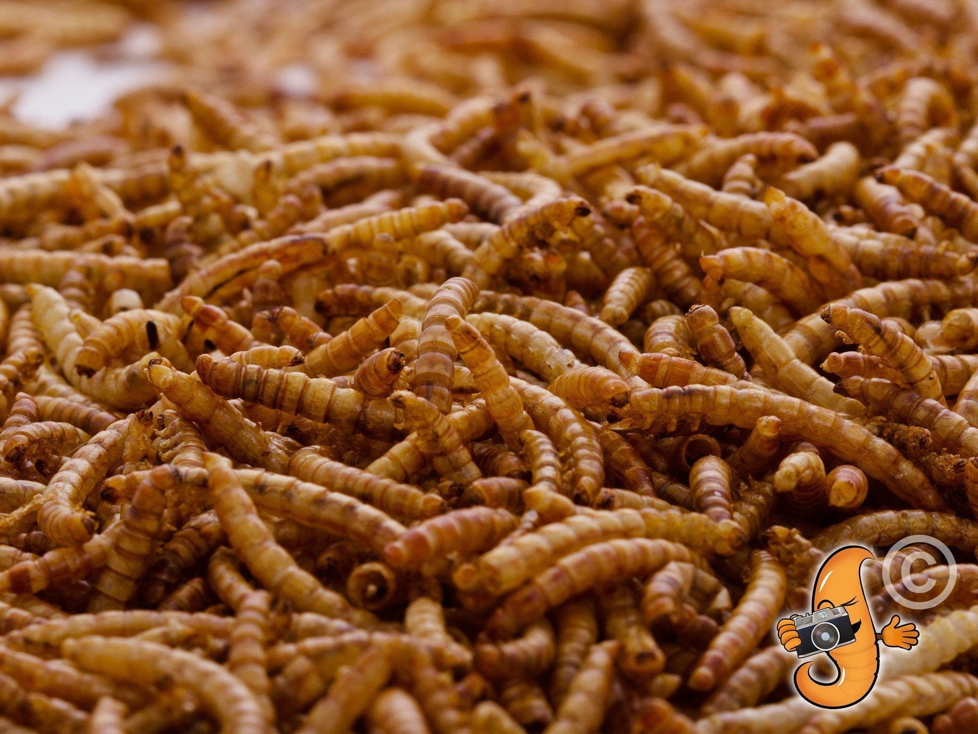 5-pound bag of Chubby Dried Mealworms from Chubby Mealworms USA, showing dried, crunchy mealworms for bird or pet feeding