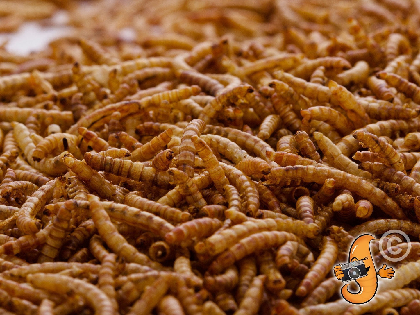 2 lbs of Chubby Dried Mealworms by Chubby Mealworms USA, showing a close-up of dried mealworms in a clear container.