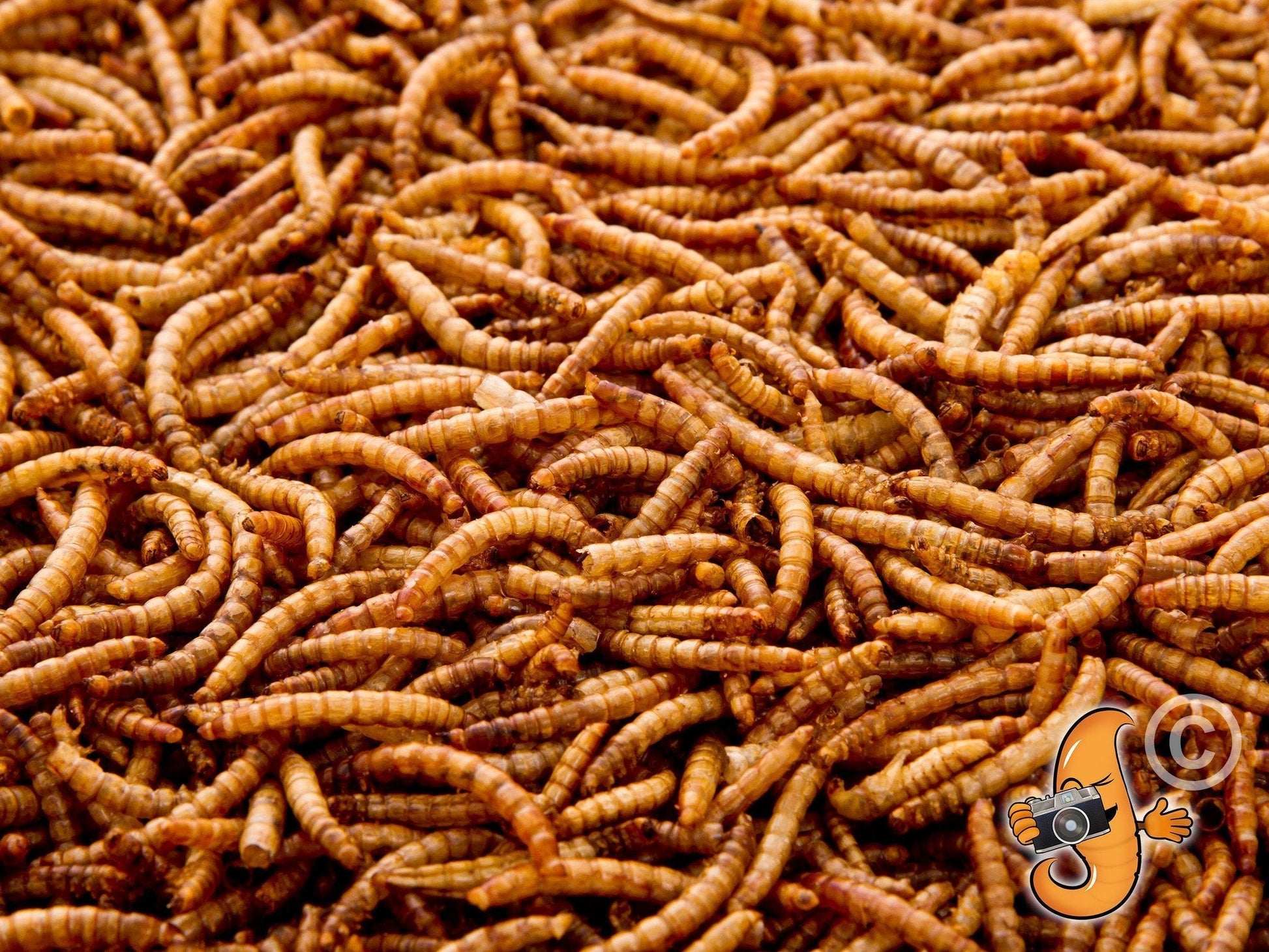 Chubby Mealworms USA dried mealworms in a 30-pound bag, showing small, dried, golden mealworms suitable for bird and pet feeding.