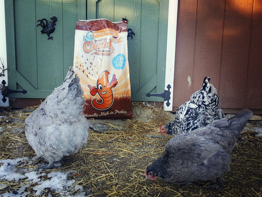 Chubby Mealworms USA 45Lbs dried mealworms in a clear bag, showing dried, crunchy insect treats for birds and reptiles.