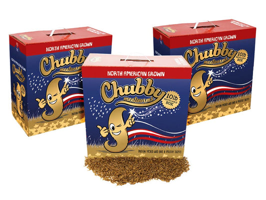 30Lbs Chubby North American Dried Mealworms from Montreal in recyclable boxes, non-GMO, by Chubby Mealworms USA