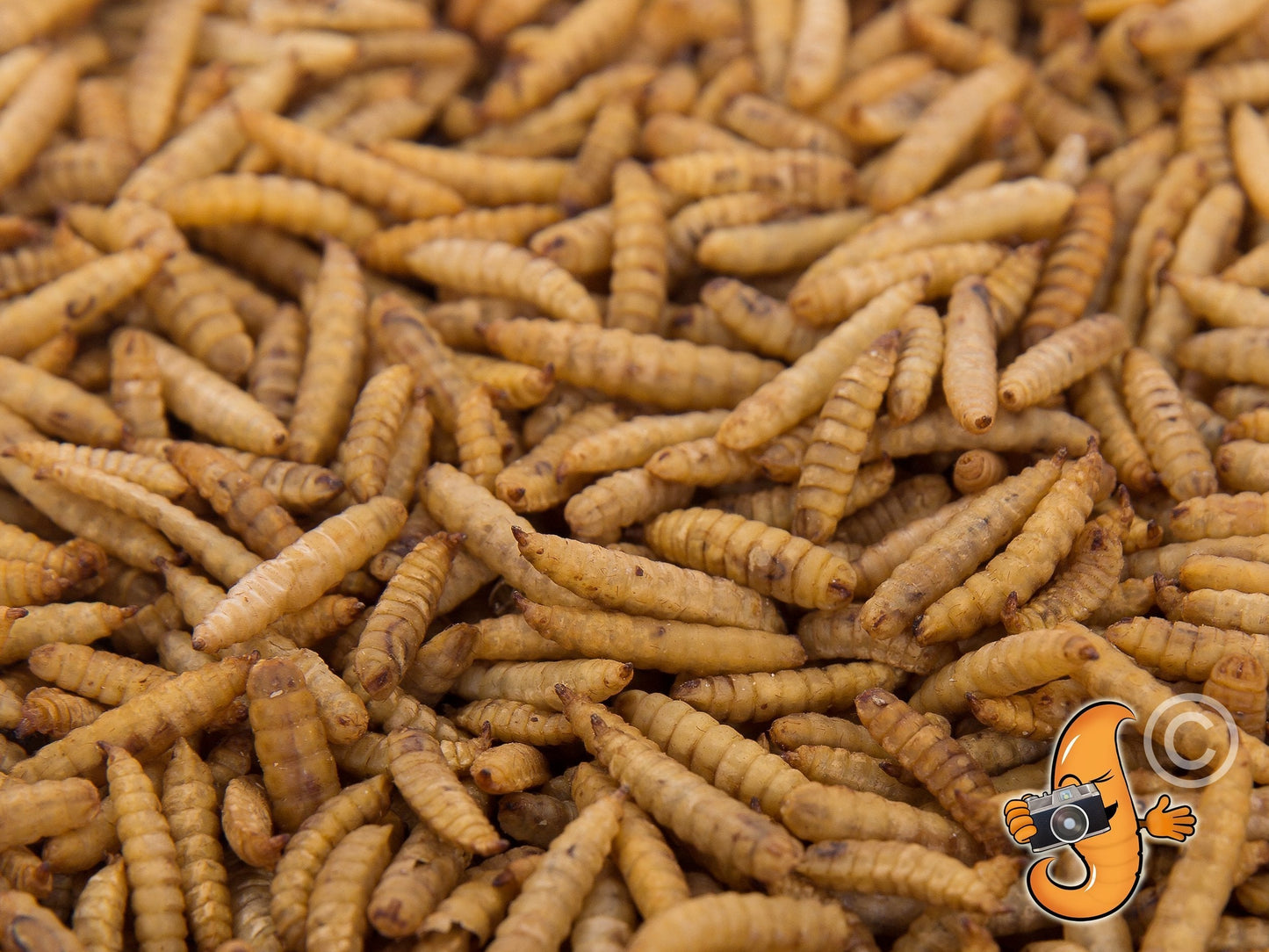 5LB Chubby Dried Black Soldier Fly Larvae by Chubby Mealworms USA, North American grown, non-GMO insect protein for pet or animal feed