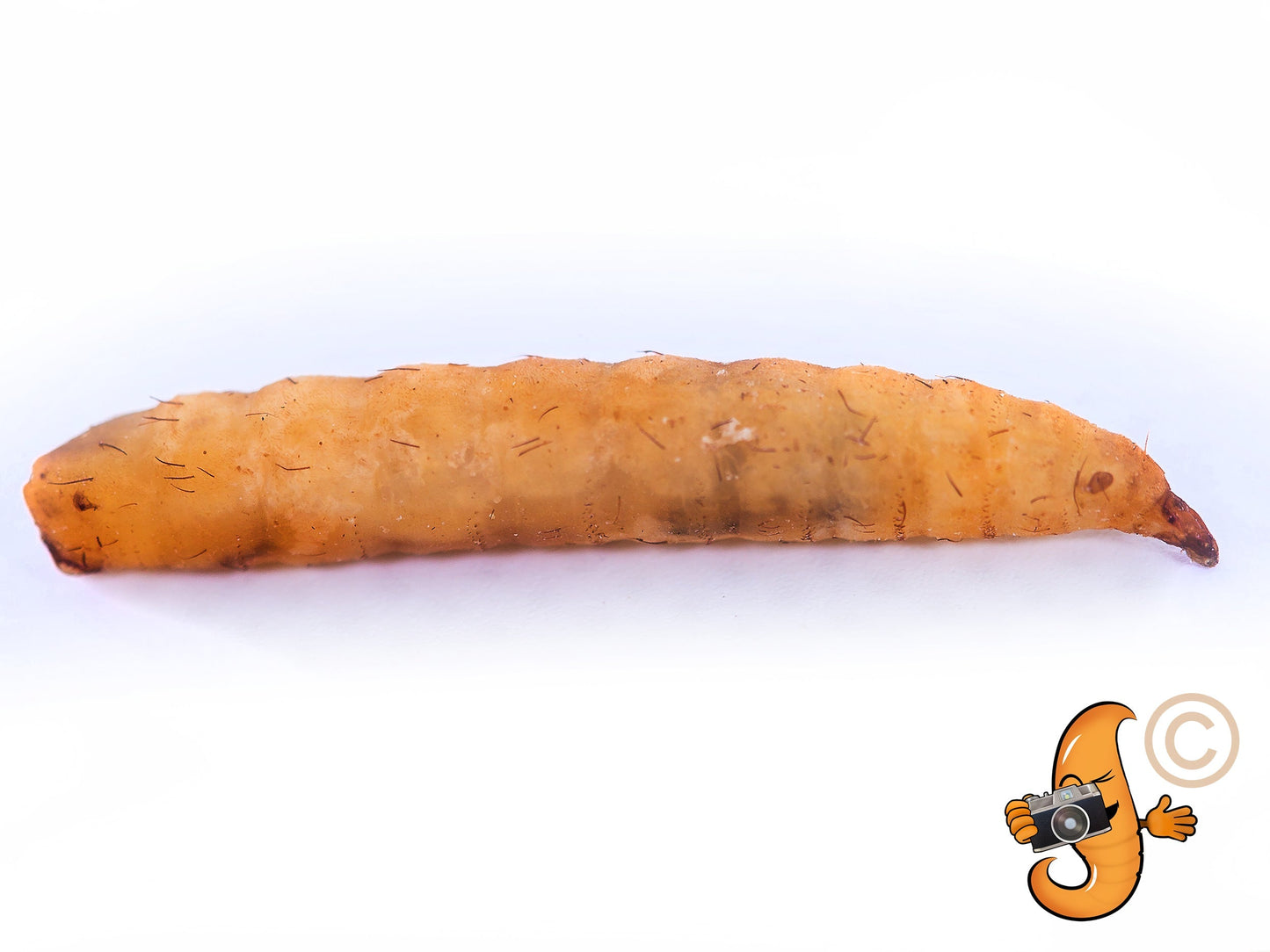 5LB Chubby Dried Black Soldier Fly Larvae by Chubby Mealworms USA, North American grown, non-GMO black soldier fly larvae in a bag.