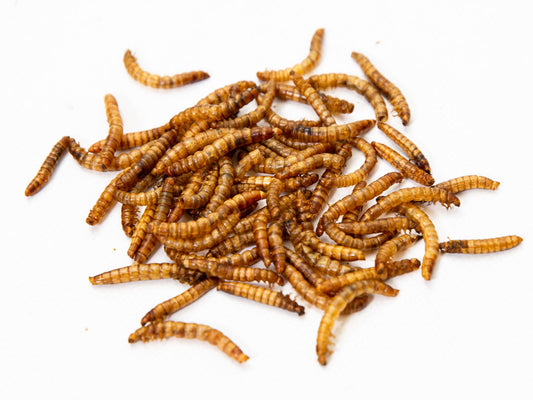 7.5 lbs Chubby North American Dried Mealworms by Chubby Mealworms USA, Montreal-grown, non-GMO insect protein for birds and pets.