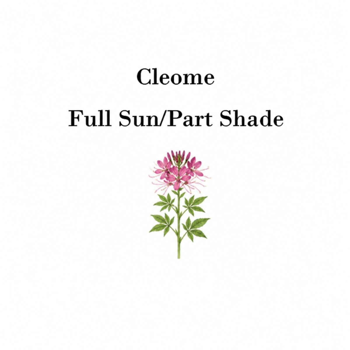 Packet of Steep Hill Garden Cleome Seeds featuring pink and purple self-seeding annual flower seeds.