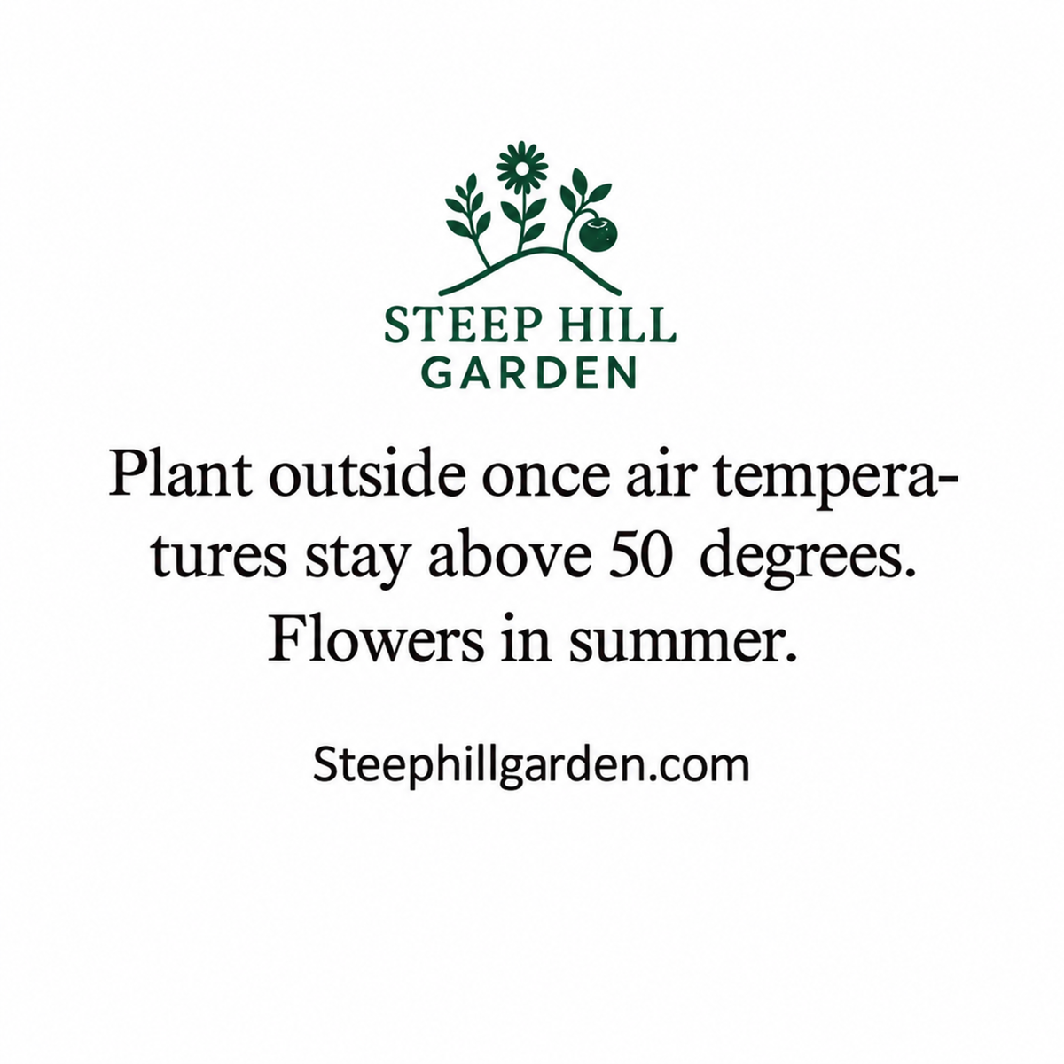 Packet of Steep Hill Garden Cleome Seeds featuring pink and purple self-seeding annual spider flower blooms.