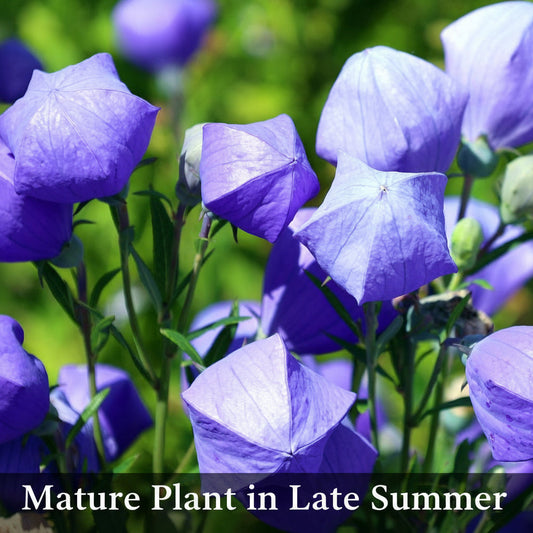 Blue-purple Balloon Flower plant in bloom, showing closed balloon-shaped buds and vibrant flowers, native to zones 3-9.