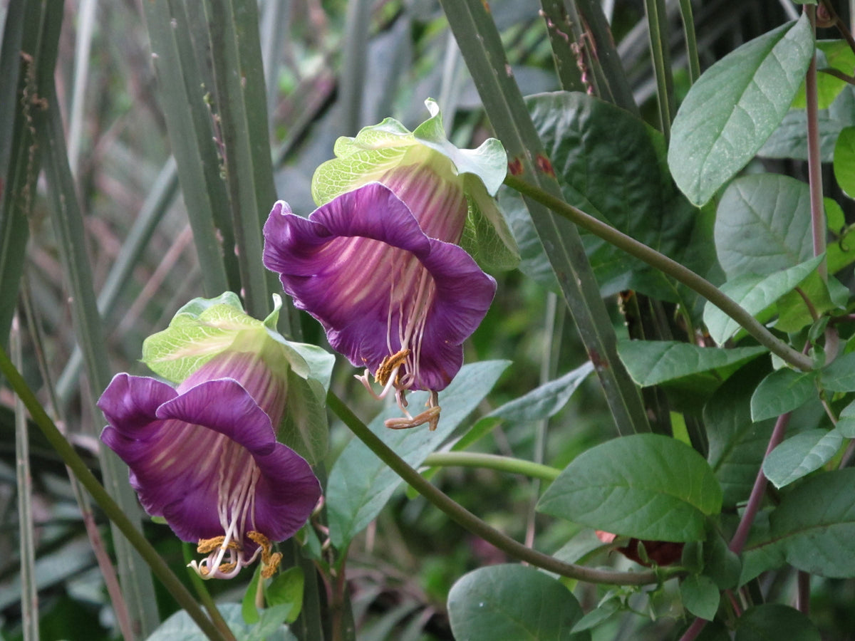 Cobaea scandens vine seeds, Cup and Saucer climber, Cathedral bells flowering plant by The Plant Attraction, shown in seed packet image.