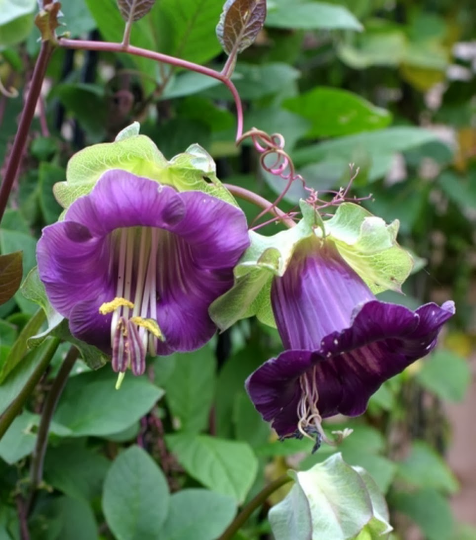 Cobaea scandens vine seeds from The Plant Attraction, showing cup and saucer-shaped cathedral bells flowers on a climbing plant.