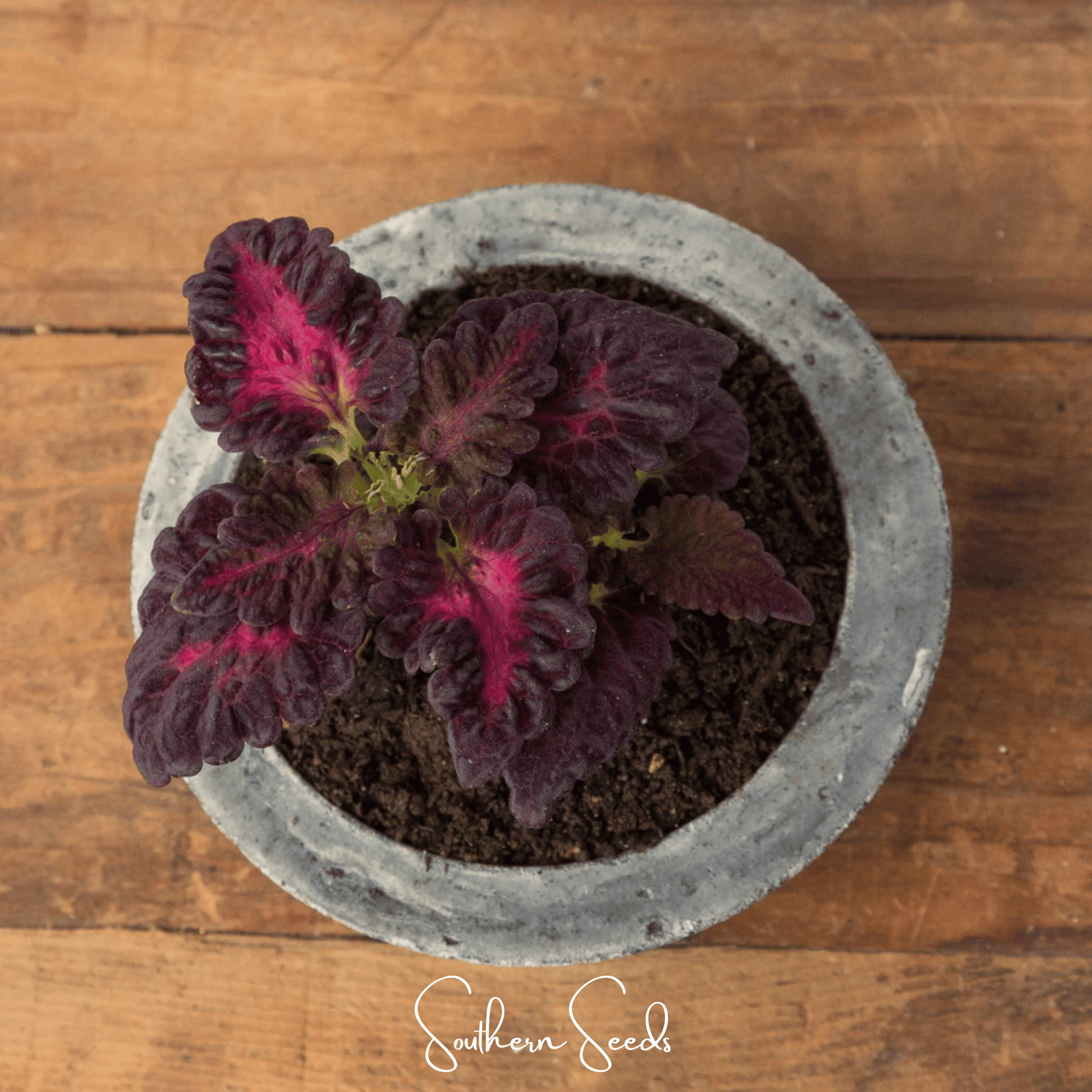 Black Dragon Coleus seeds from Southern Seeds, close-up of 20 seeds with vibrant black and green foliage pattern.