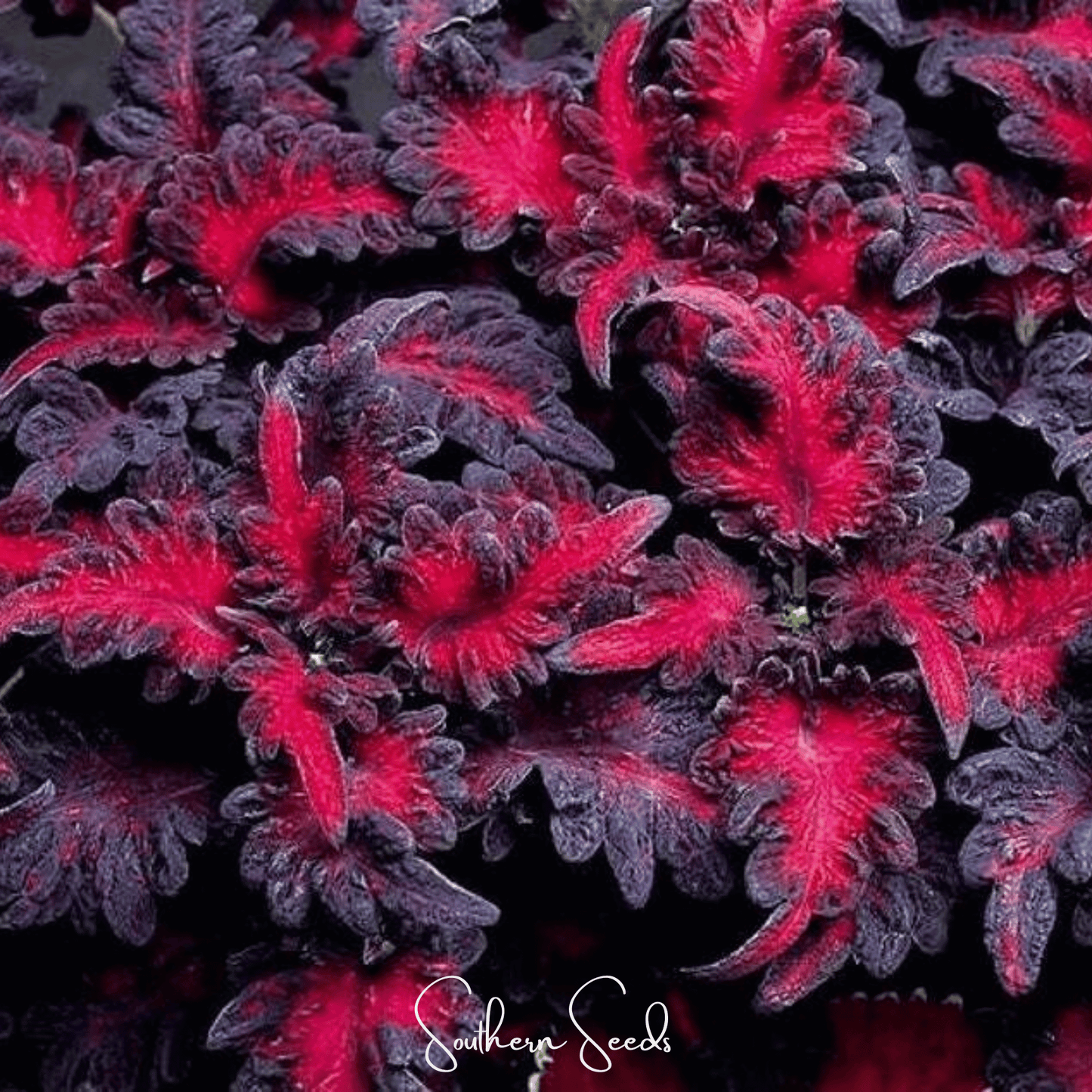 Black Dragon Coleus seeds from Southern Seeds, small black and green leaf seed packets for vibrant garden growth.