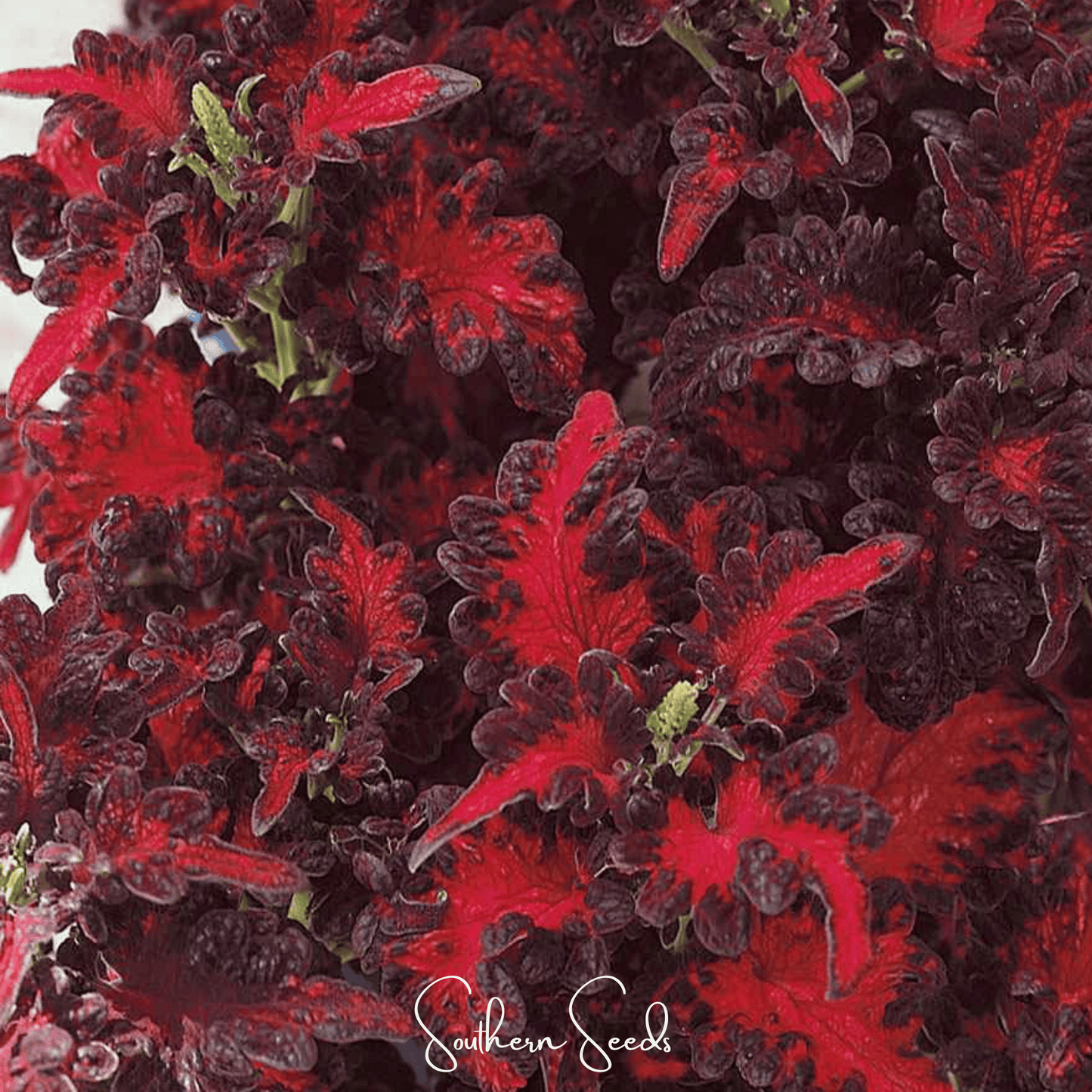 Black Dragon Coleus seeds by Southern Seeds, showing a packet of 20 seeds for growing vibrant, colorful foliage plants.