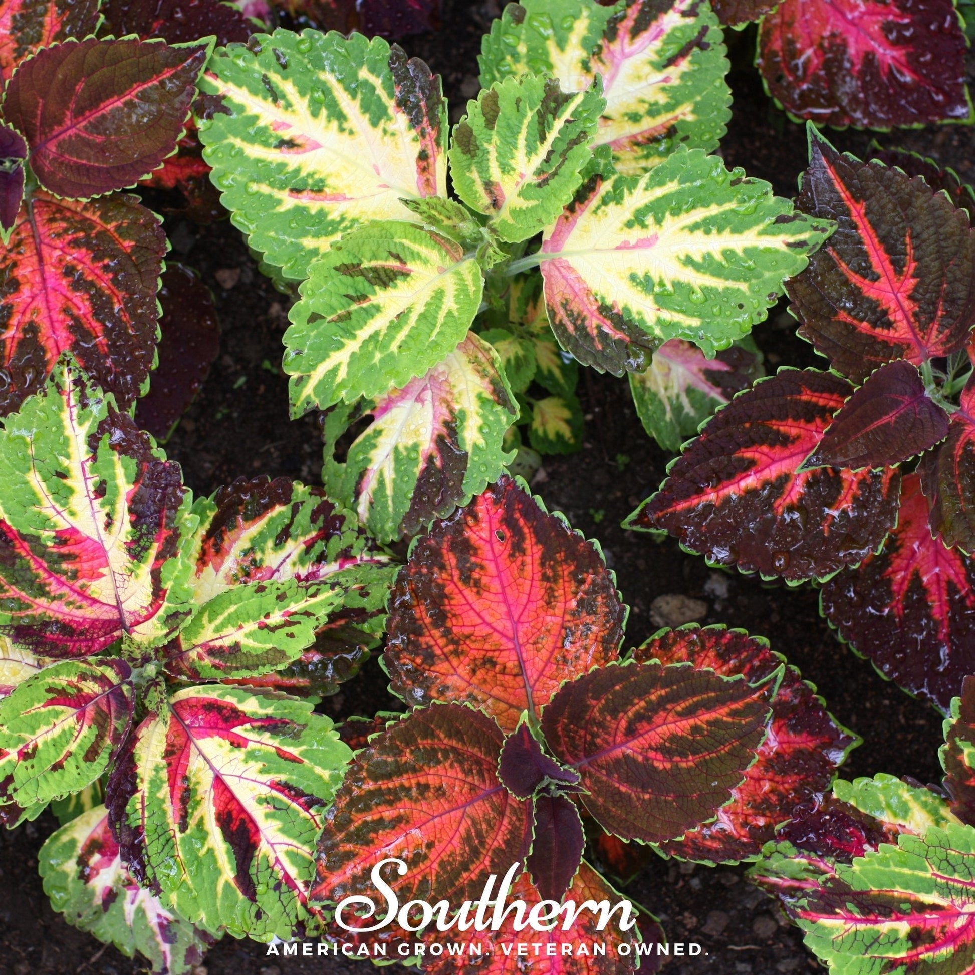 Rainbow Mix Coleus plant with vibrant multicolored leaves, 250 seeds from Southern Seeds for garden and container planting.