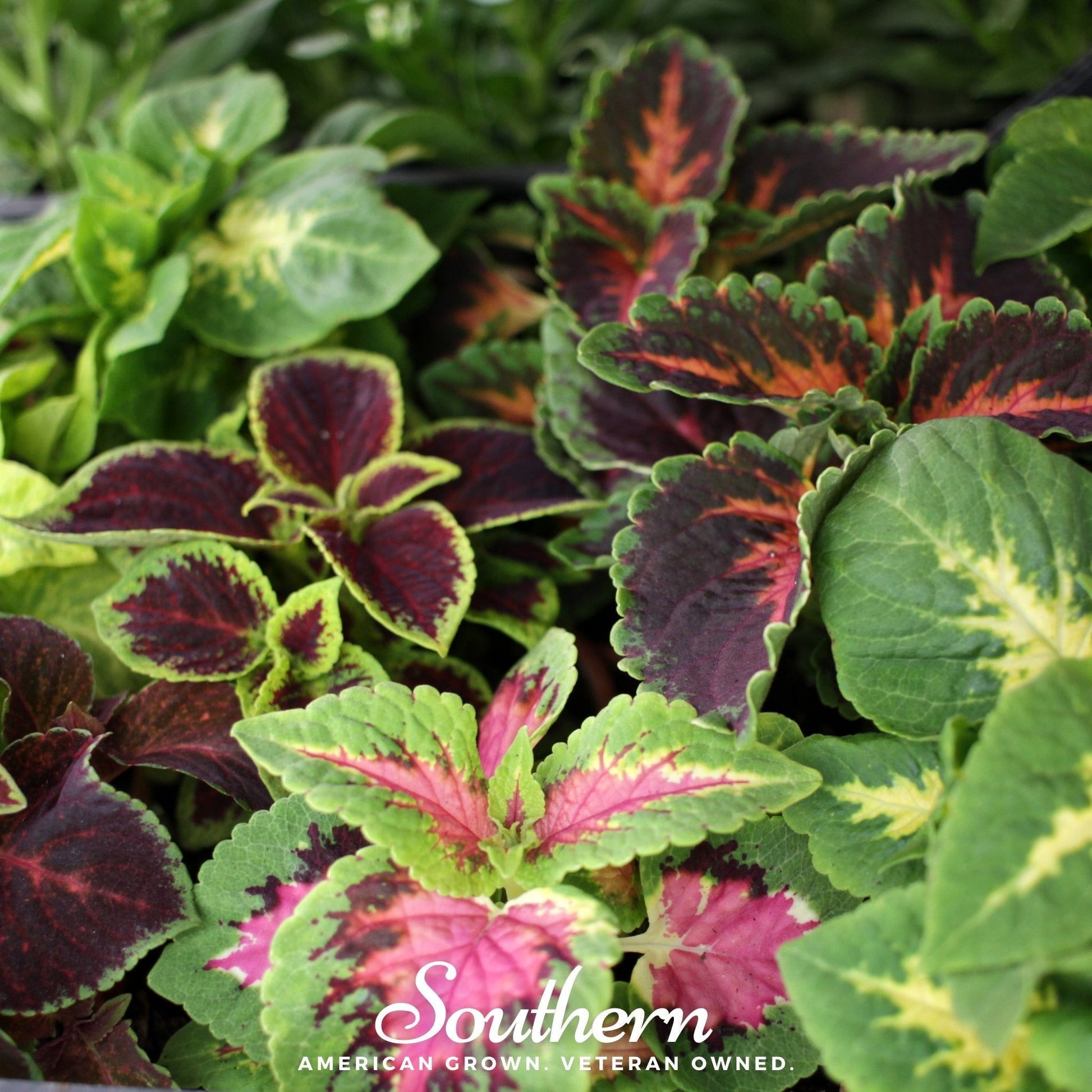 Rainbow Mix Coleus plant with vibrant multicolored leaves, 250 seeds from Southern Seeds for garden planting.