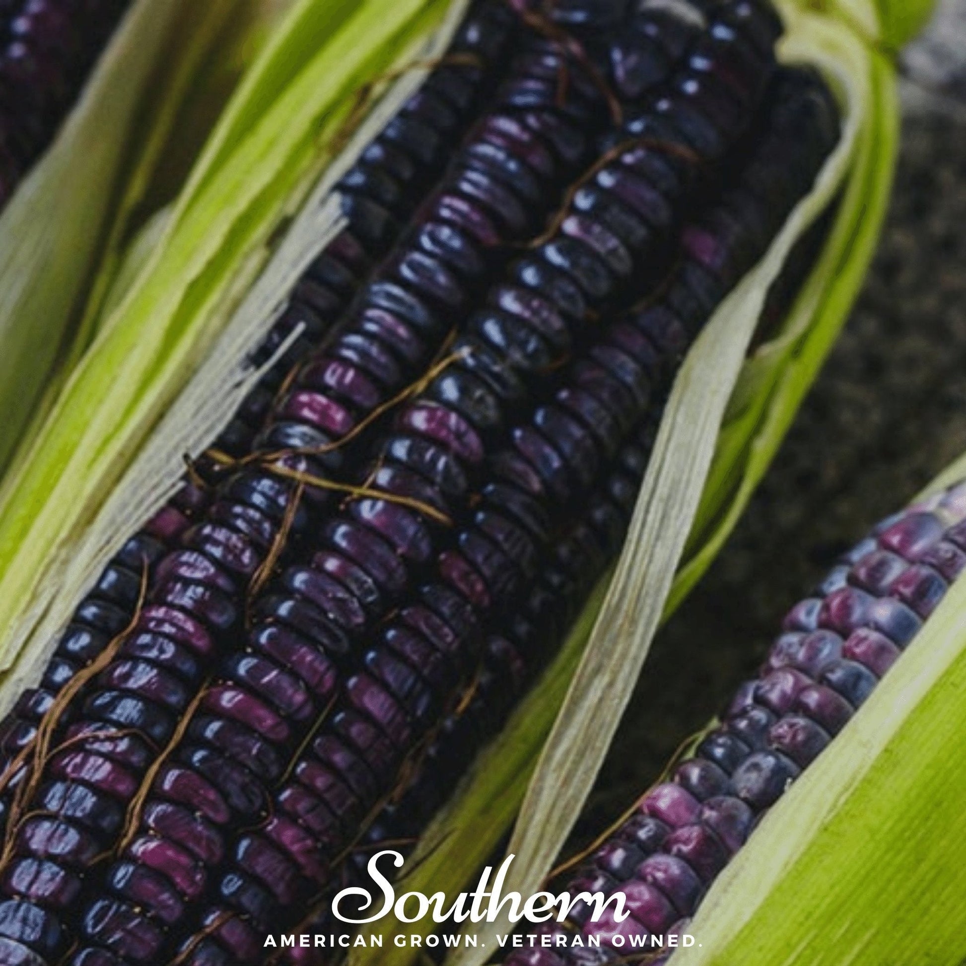 Hopi Blue Corn seeds from Southern Seeds, 30 organic blue corn seeds for planting and growing blue corn.