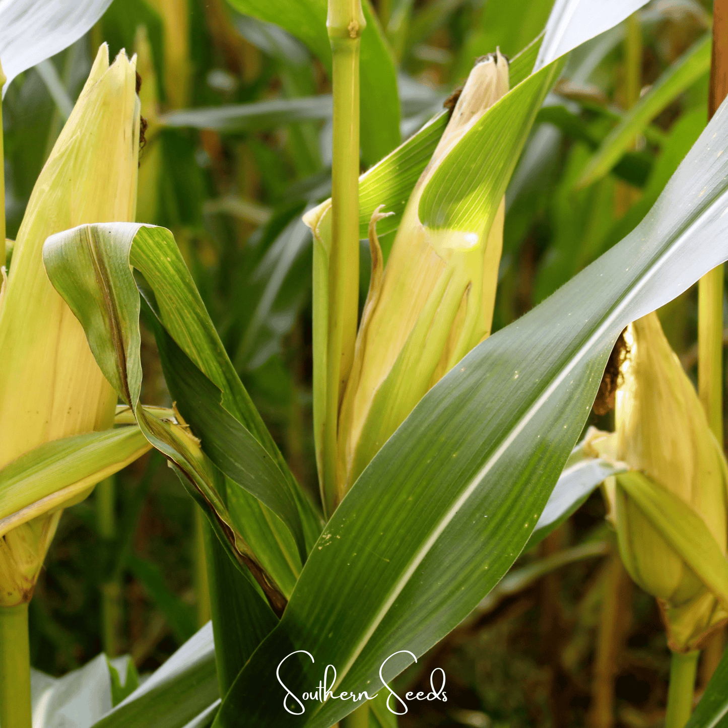 Kandy Korn corn seeds by Southern Seeds, 30 seeds of vibrant yellow sweet corn for planting and gardening.