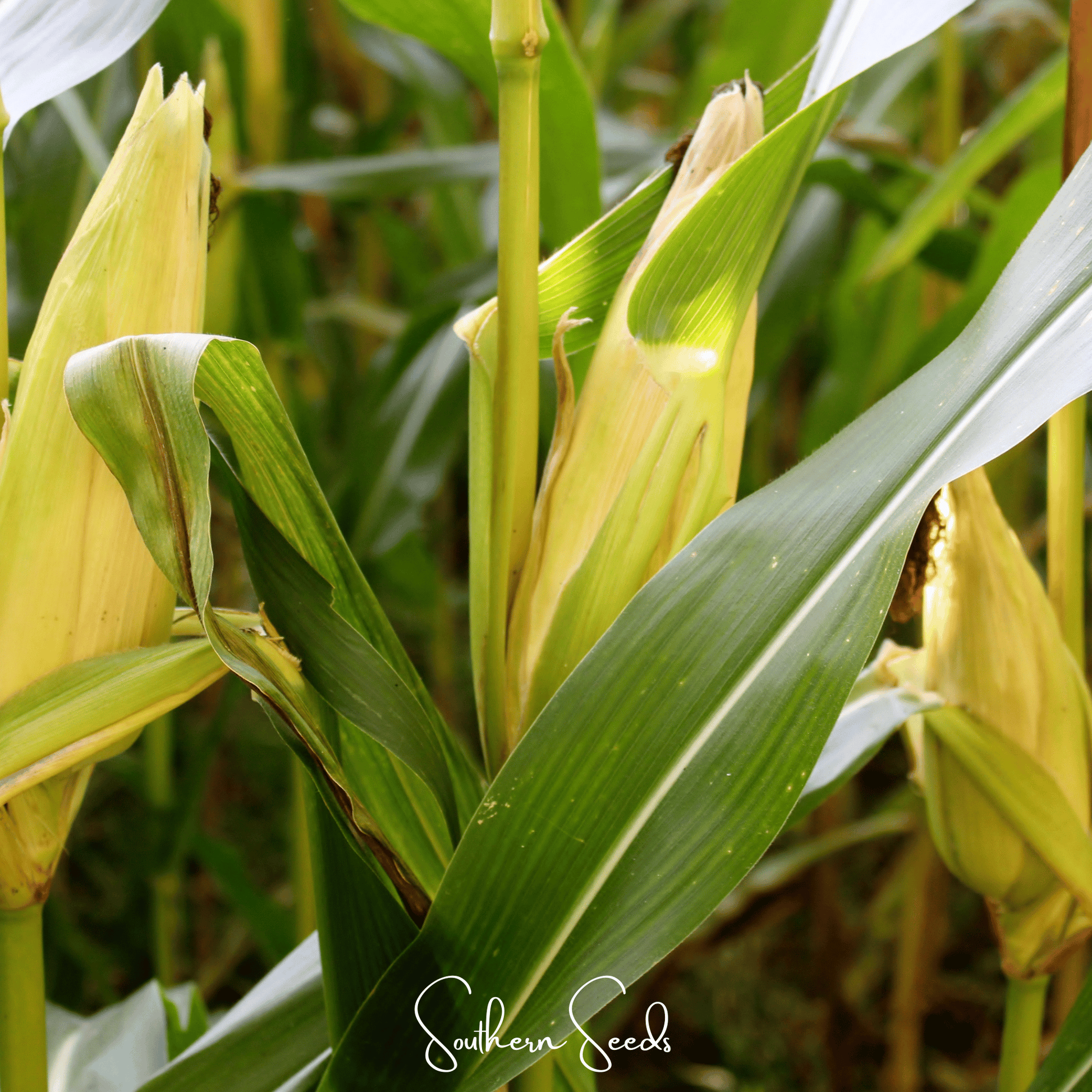 Kandy Korn corn seeds by Southern Seeds, 30 seeds of vibrant yellow sweet corn for planting and gardening.