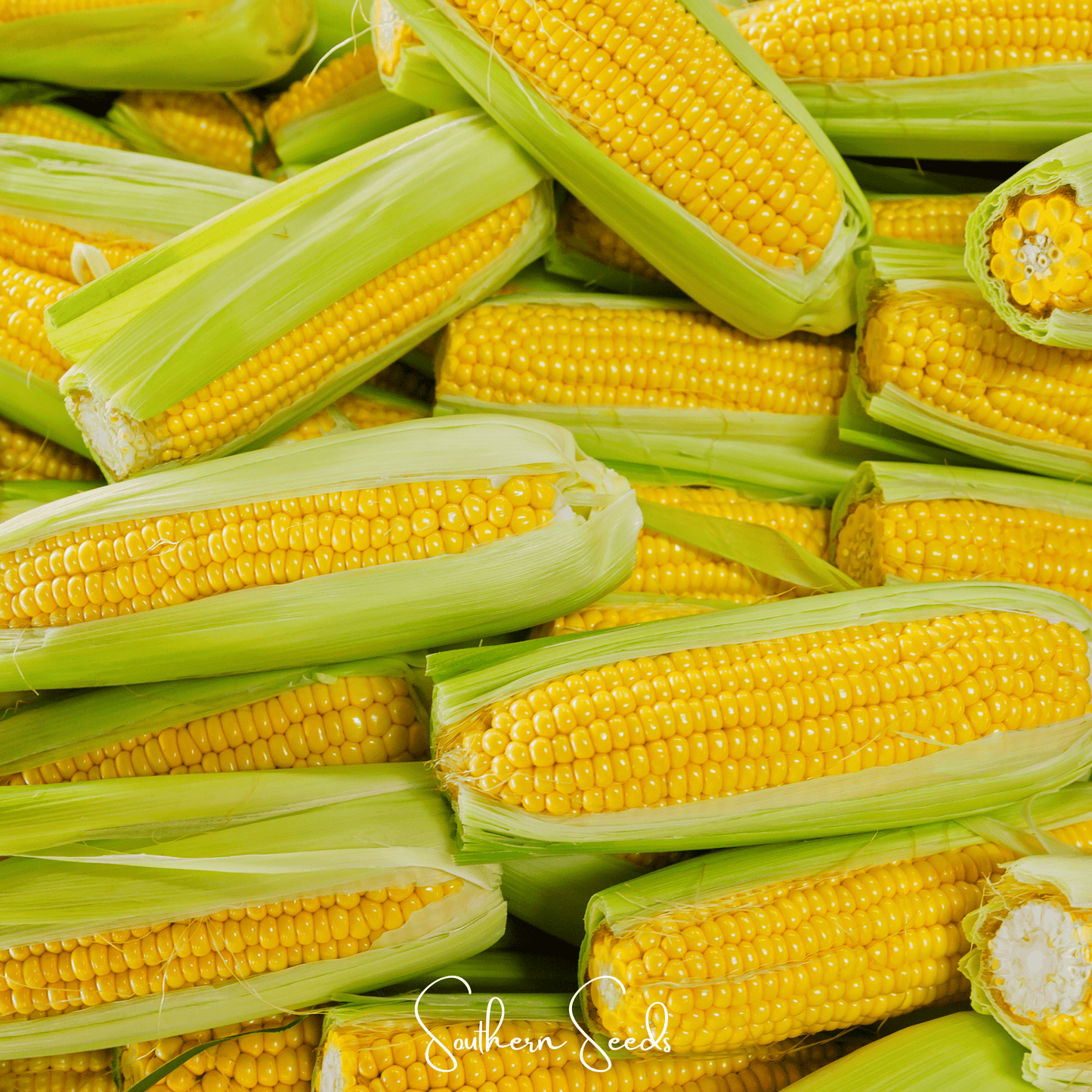 Kandy Korn Corn seeds by Southern Seeds, showing vibrant yellow corn kernels in a close-up image.