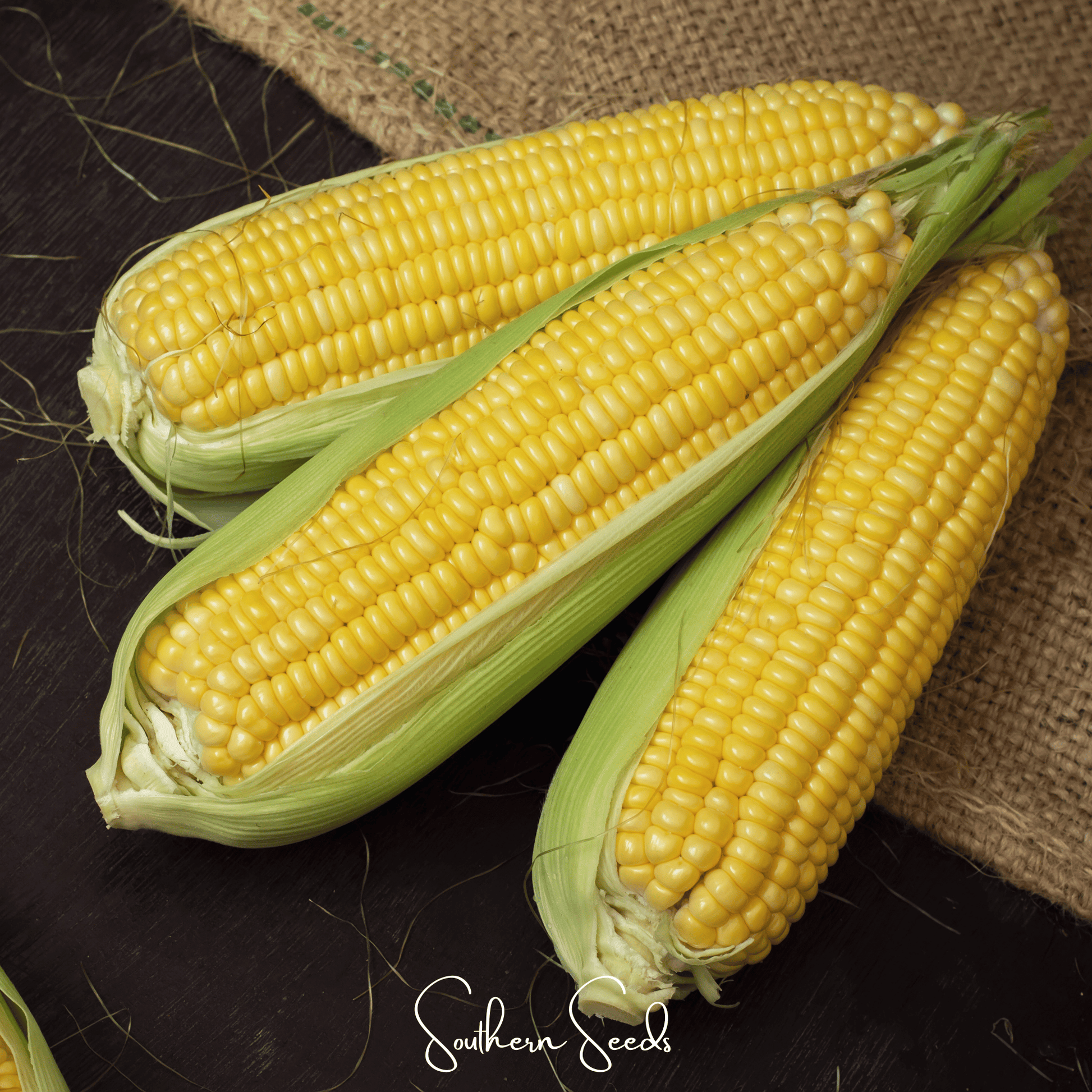 Kandy Korn corn seeds by Southern Seeds, displaying vibrant yellow corn kernels on a healthy ear of sweet corn.