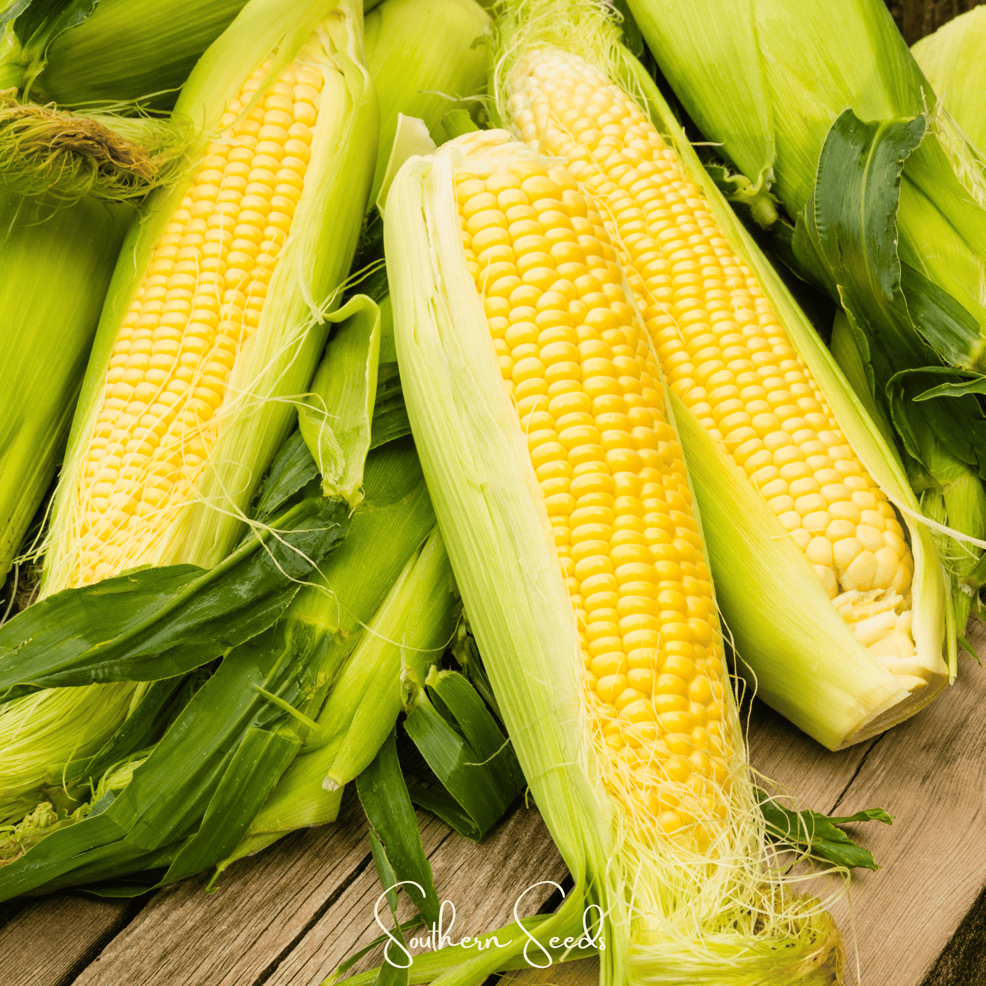 Southern Seeds Kandy Korn Corn seeds, 30 seeds, showing vibrant yellow kernels and fresh corn husks on the plant.