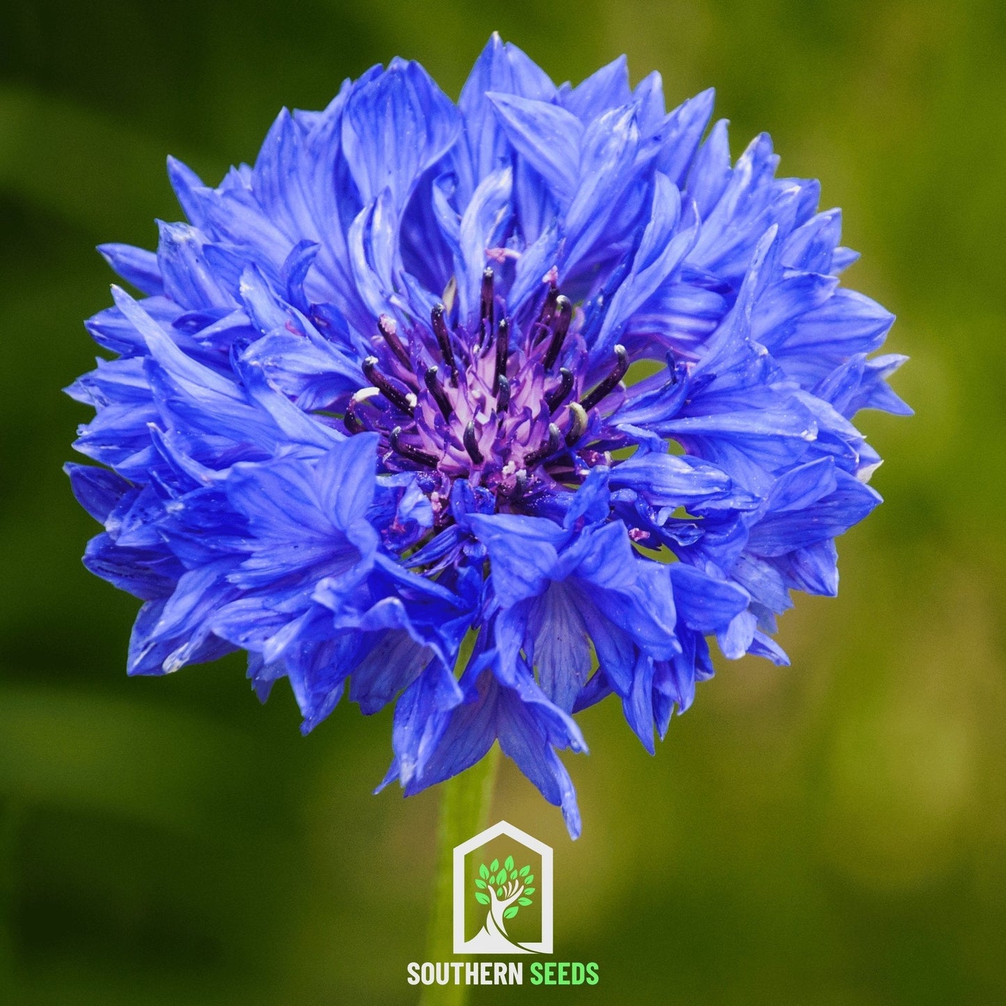 Assorted cornflower mix of vibrant blue and purple Centaurea cyanus seeds from Southern Seeds for garden planting.
